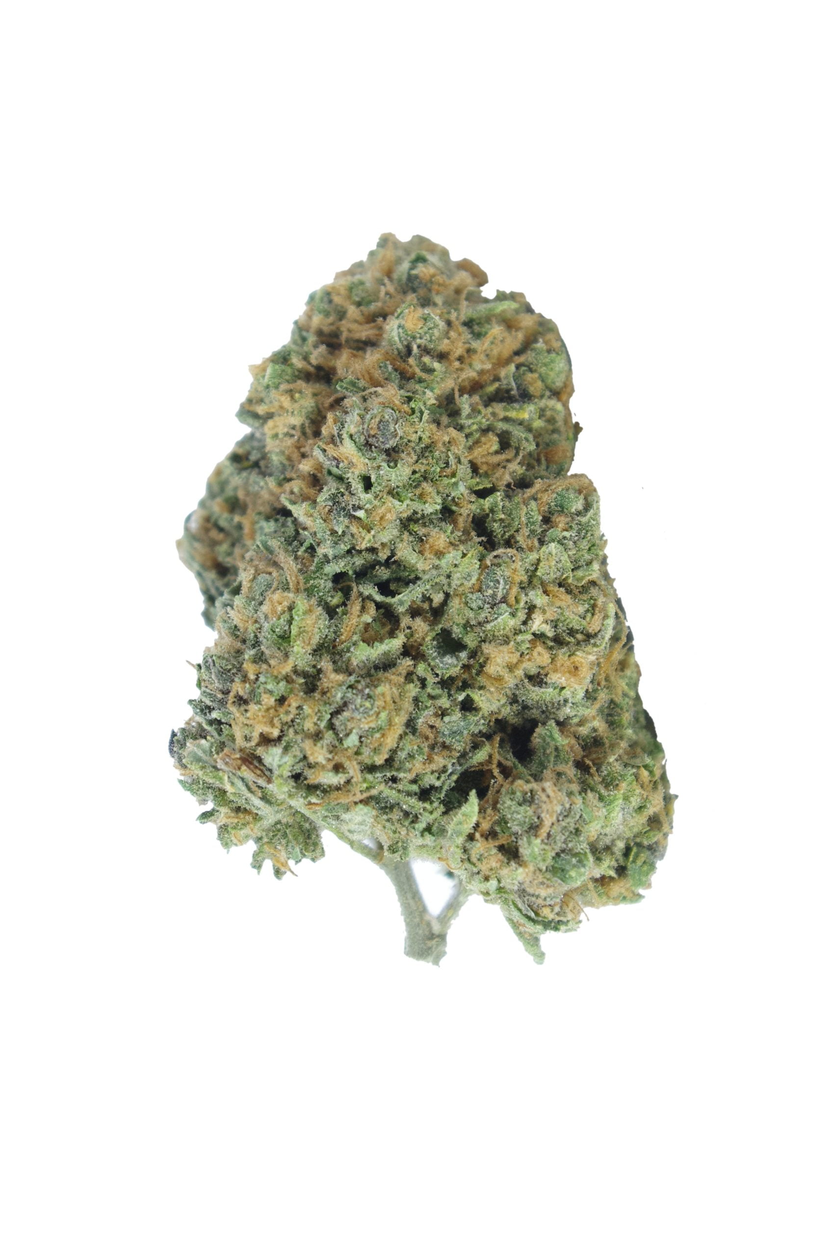Blood Orange Oz Special Hybrid anti-anxiety Blood Orange Oz Special Hybrid anti-anxiety