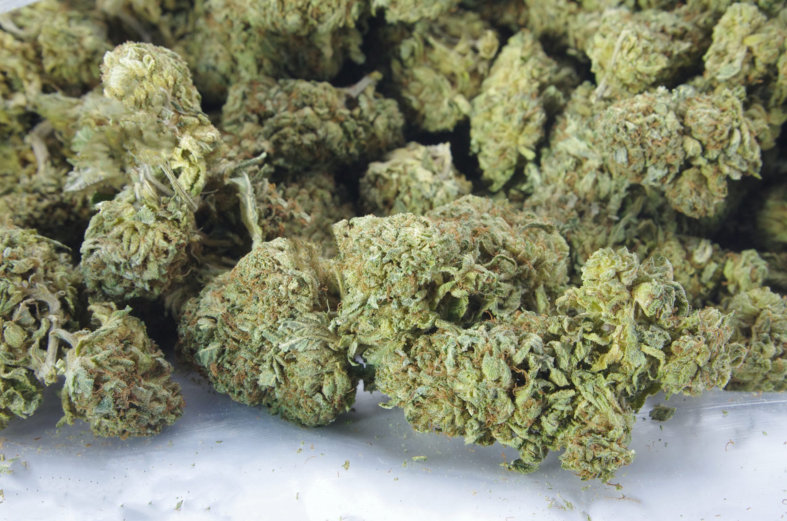 Blue Mataro (Oz Special) Hybrid anti-anxiety Blue Mataro (Oz Special) Hybrid anti-anxiety