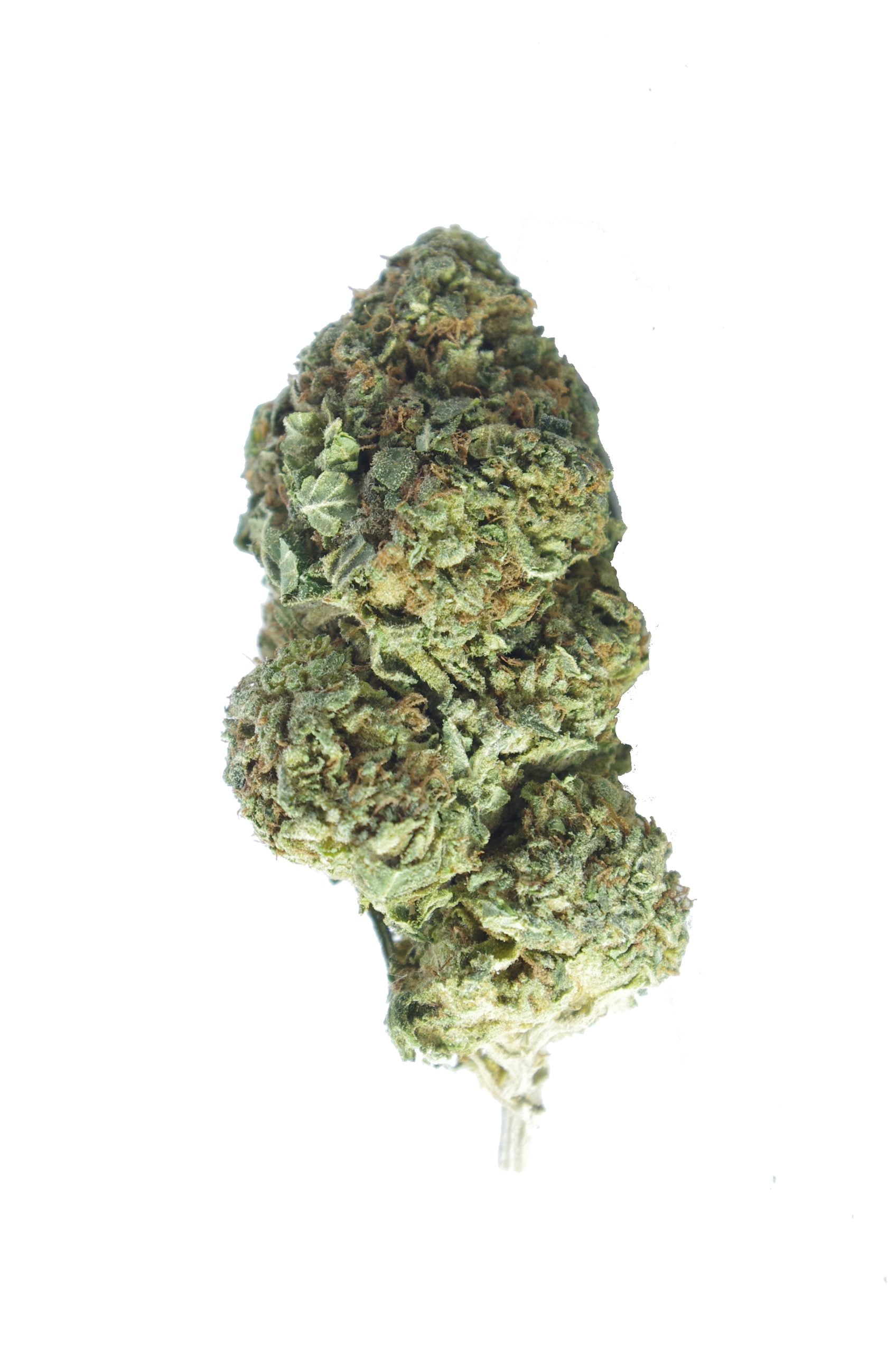 Blue Mataro (Oz Special) Hybrid anti-anxiety Blue Mataro (Oz Special) Hybrid anti-anxiety