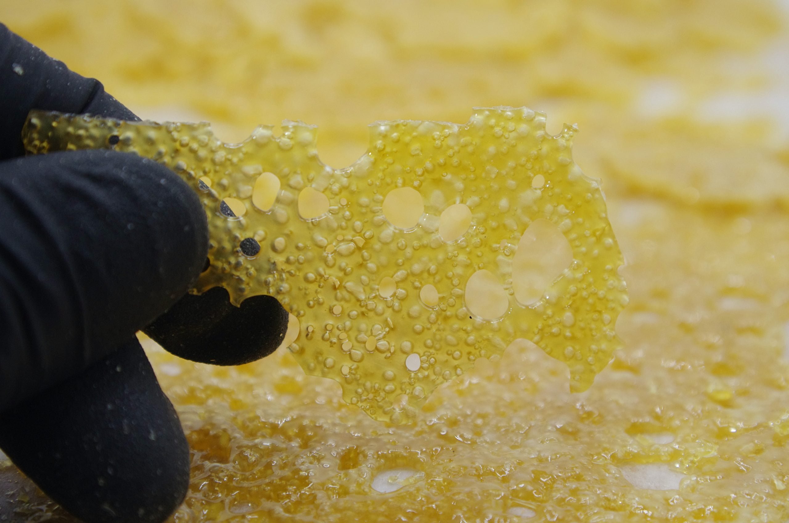 Congo Shatter Shatter Congo Shatter Shatter
