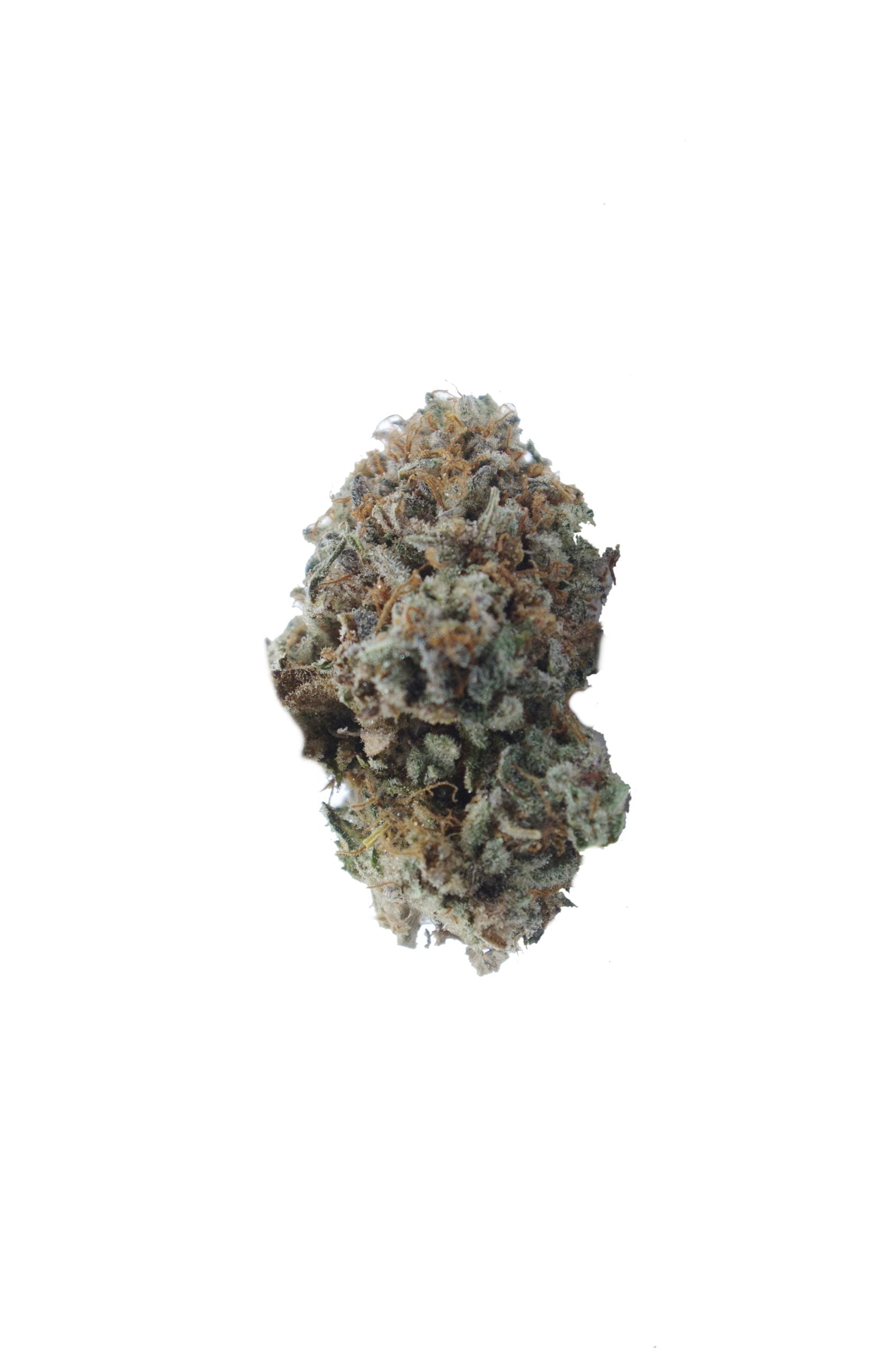 Glue Girl (Living Soil Organic) Oz special Hybrid anti-anxiety Glue Girl (Living Soil Organic) Oz special Hybrid anti-anxiety