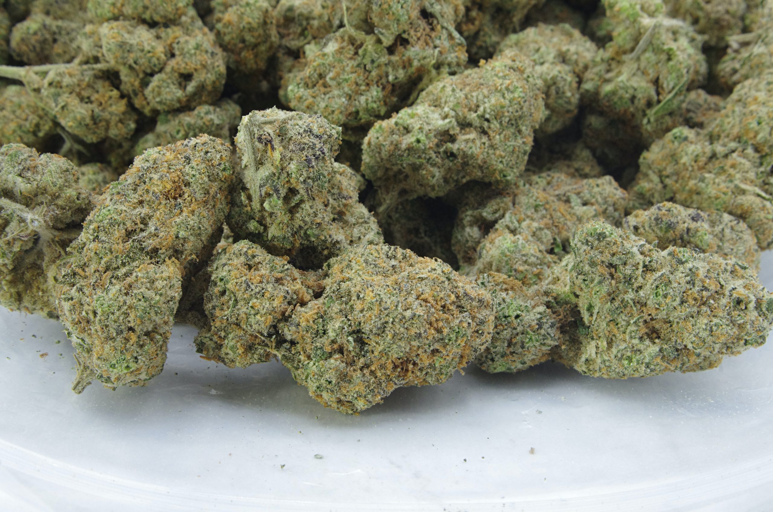 Divine OG Oz Special Hybrid anti-anxiety Divine OG Oz Special Hybrid anti-anxiety