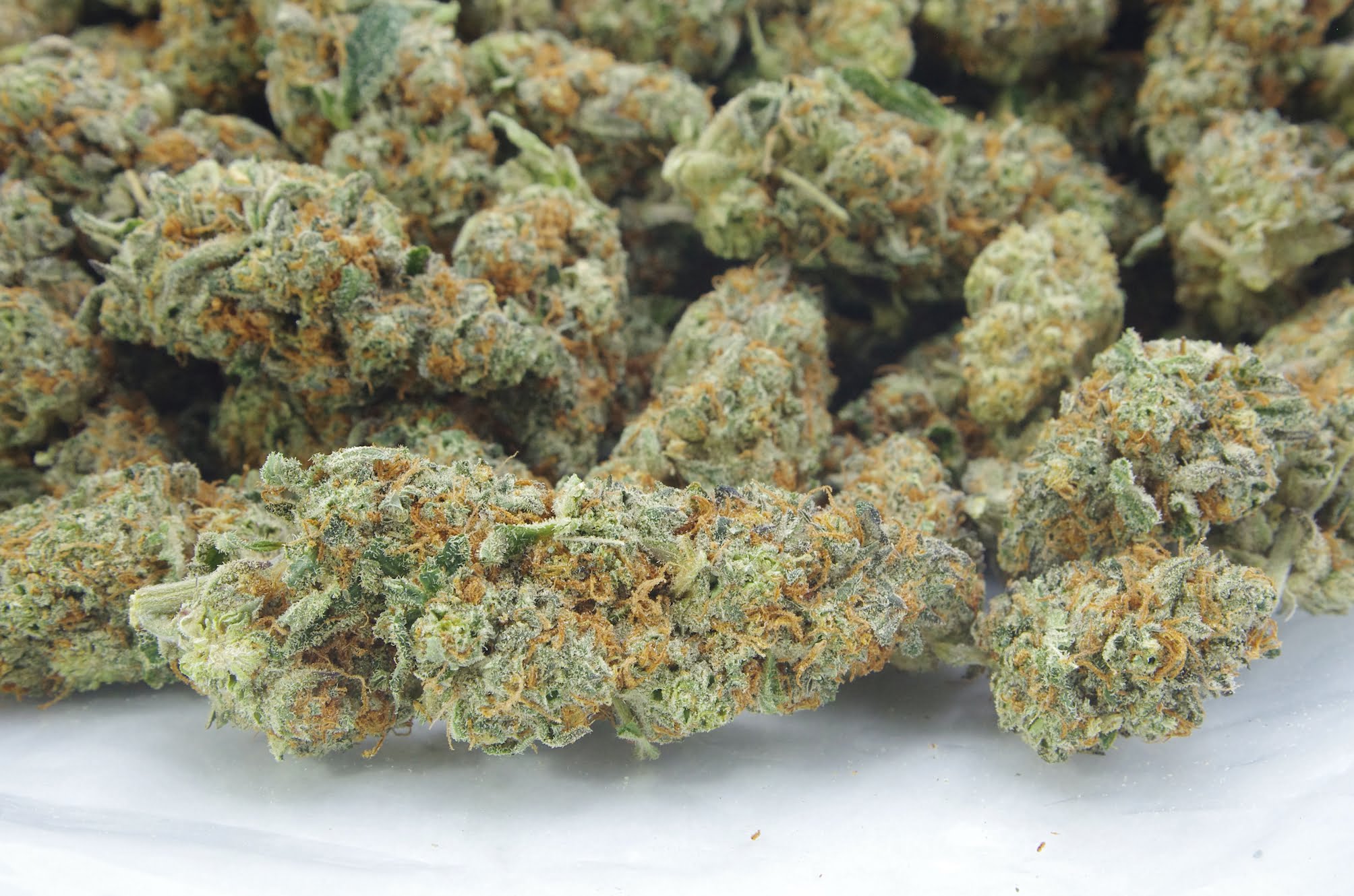 Garlic Cane (Oz Special) Hybrid anti-anxiety Garlic Cane (Oz Special) Hybrid anti-anxiety