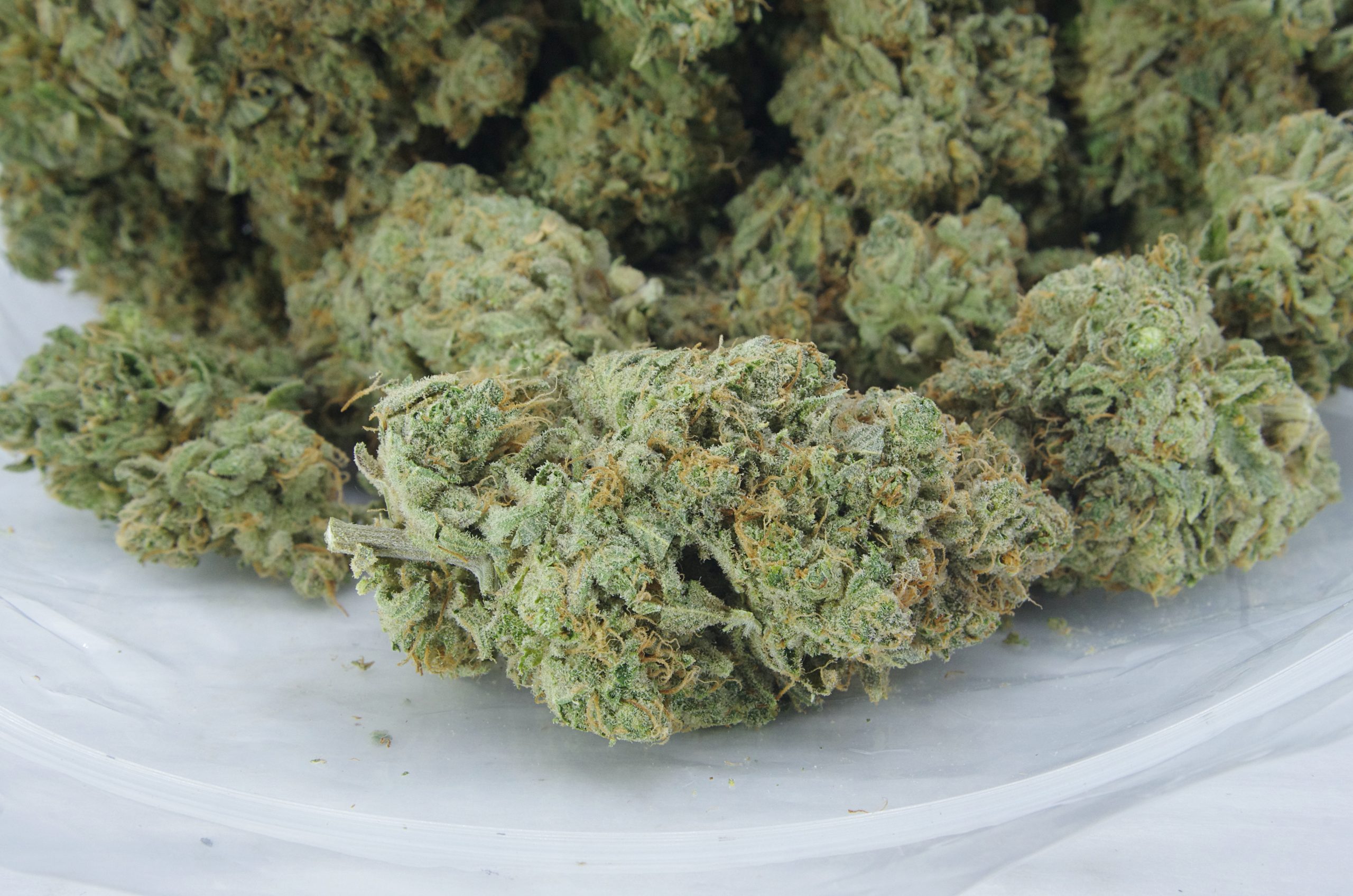 Greasy Pink Oz Special Hybrid anti-anxiety Greasy Pink Oz Special Hybrid anti-anxiety