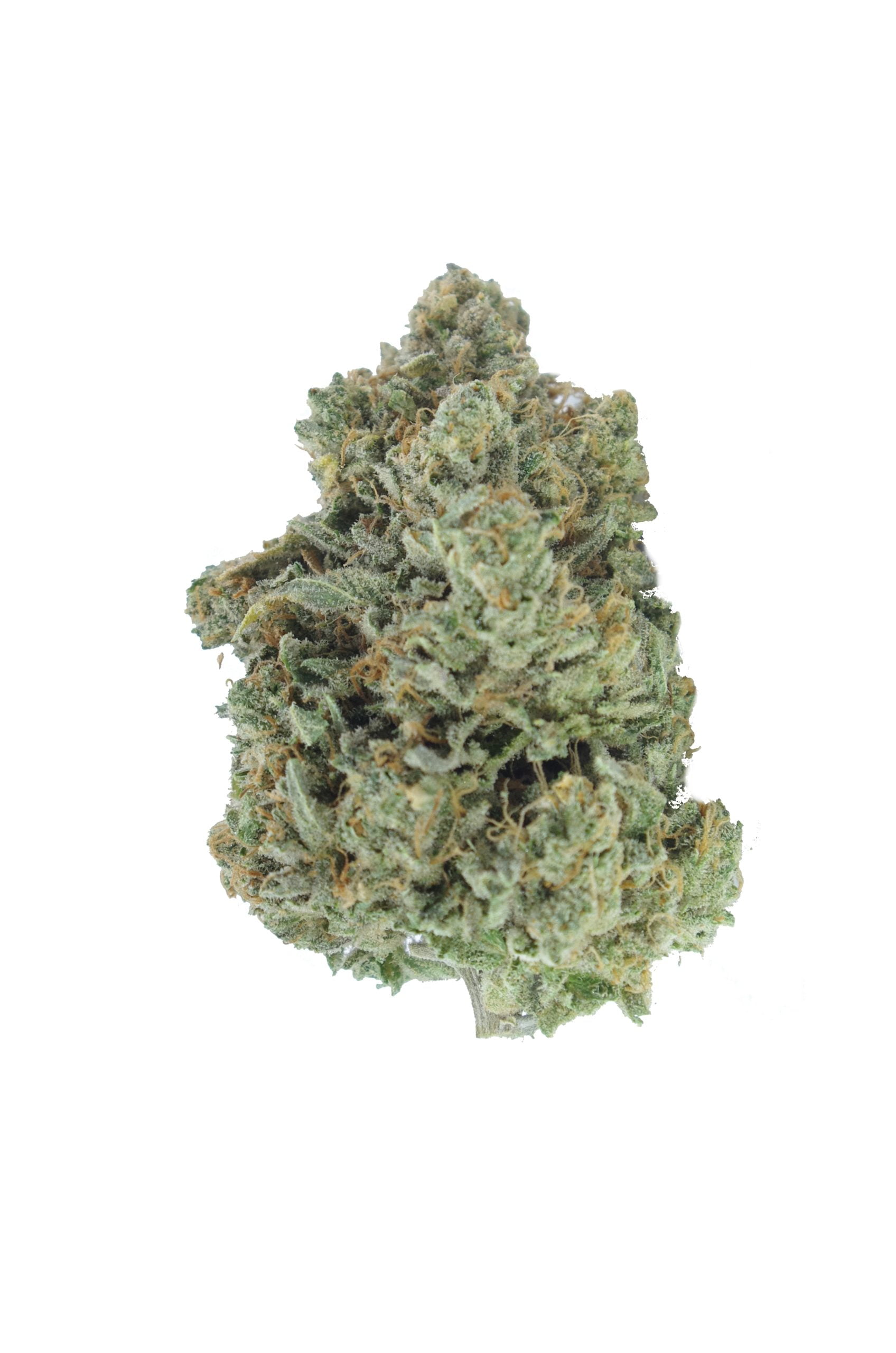 Greasy Pink Oz Special Hybrid anti-anxiety Greasy Pink Oz Special Hybrid anti-anxiety