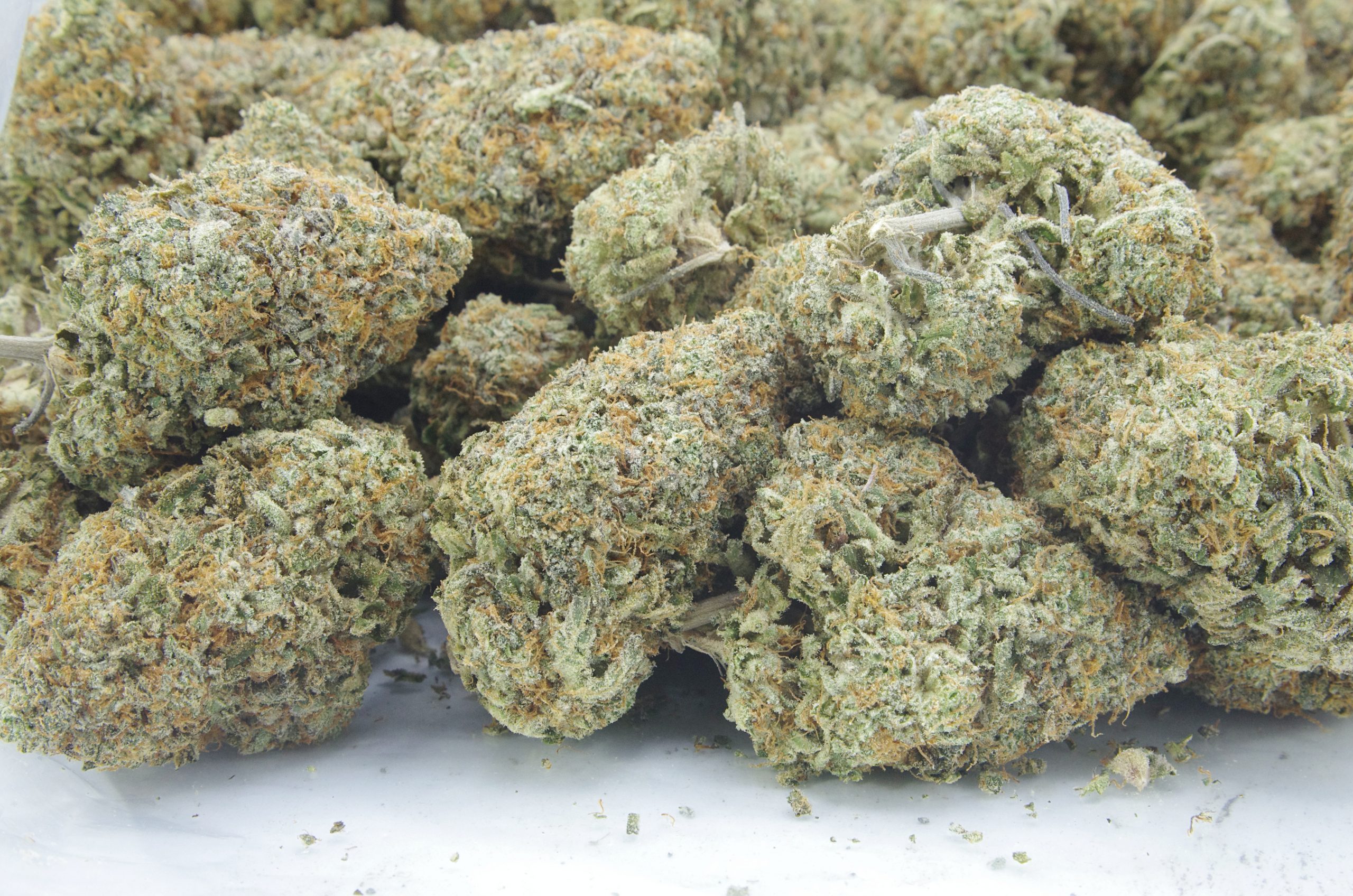 Lemon Biscotti (Oz Special) Hybrid anti-anxiety Lemon Biscotti (Oz Special) Hybrid anti-anxiety