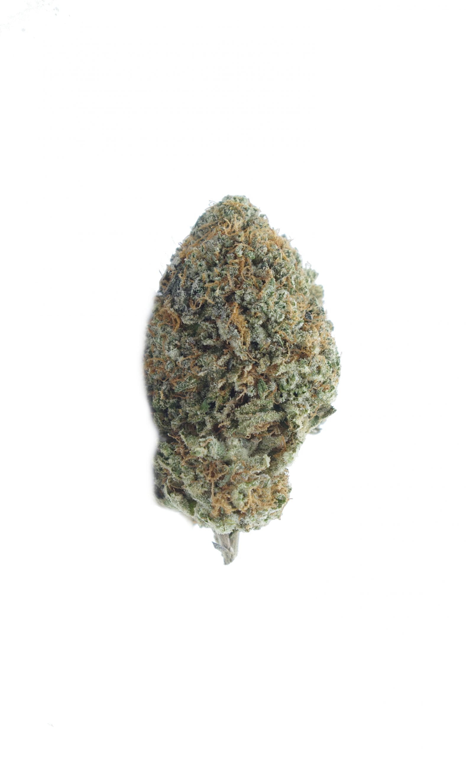 Lemon Biscotti (Oz Special) Hybrid anti-anxiety Lemon Biscotti (Oz Special) Hybrid anti-anxiety