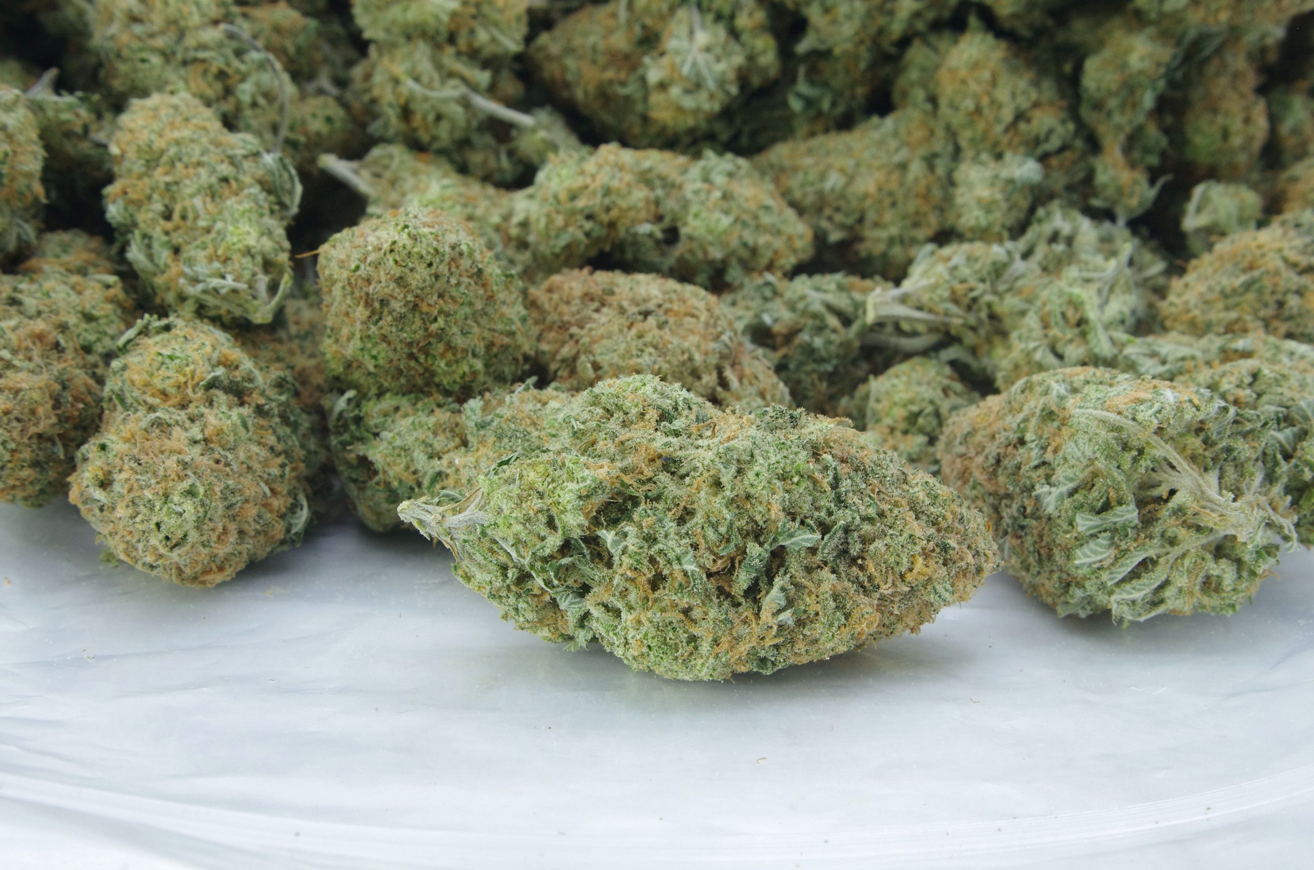 Mango Peyote Oz Special Sativa anti-anxiety Mango Peyote Oz Special Sativa anti-anxiety
