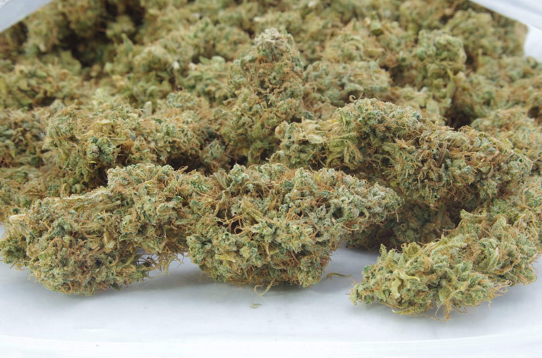 OG x Northern Lights Haze (LSO) Oz Special Hybrid anti-anxiety OG x Northern Lights Haze (LSO) Oz Special Hybrid anti-anxiety