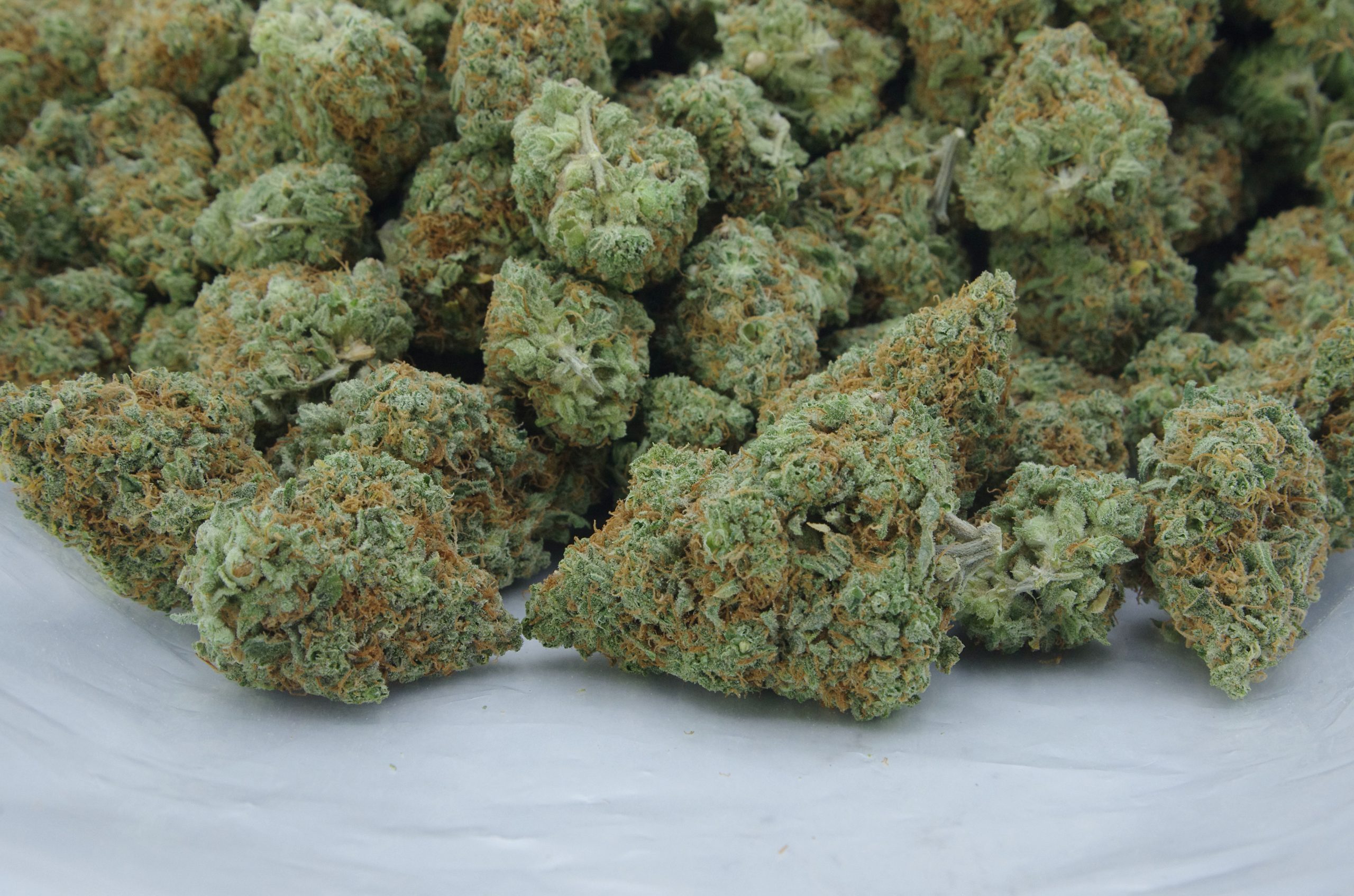 Papaya Oz Special Hybrid anti-anxiety Papaya Oz Special Hybrid anti-anxiety