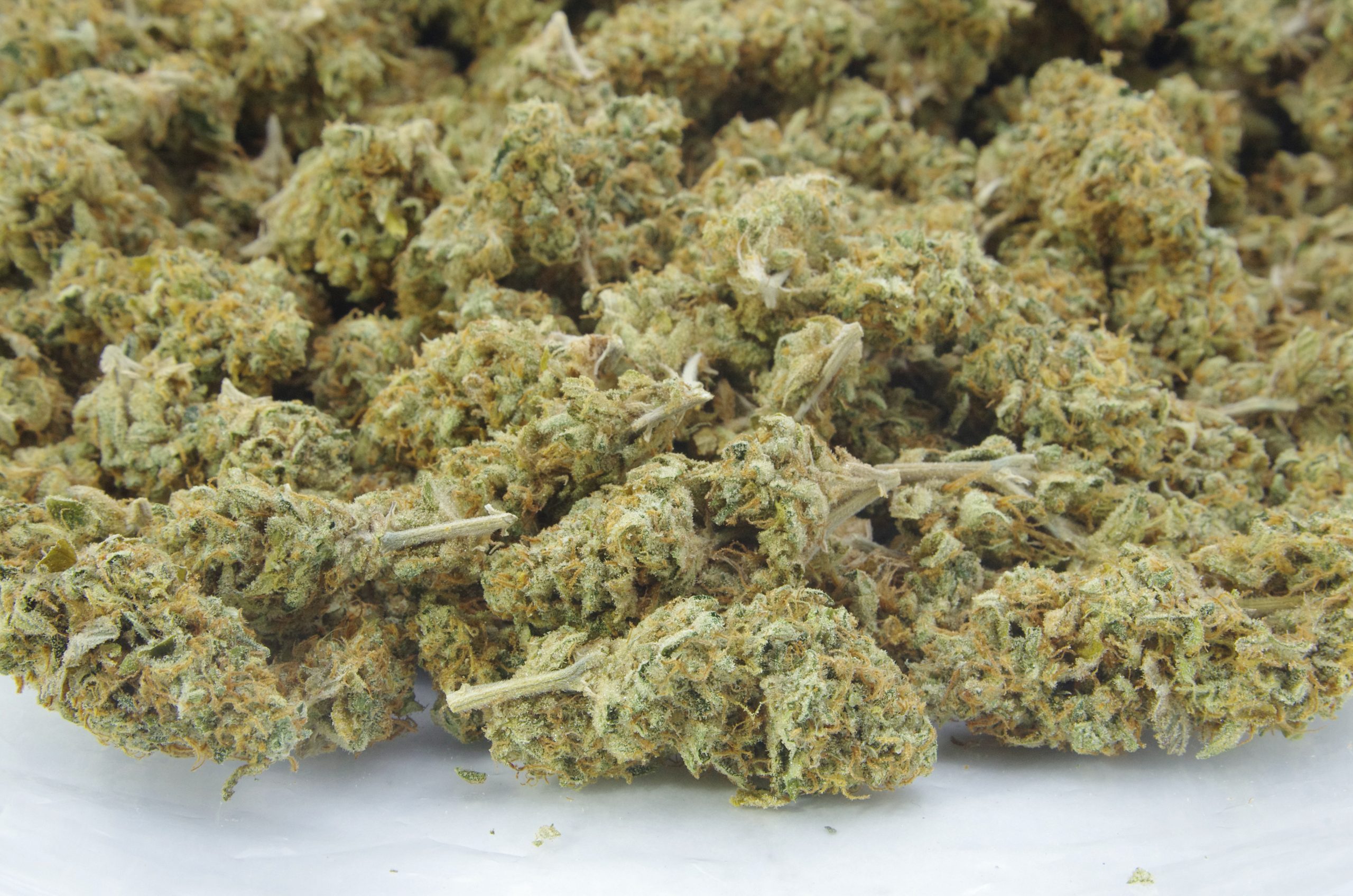 Peach Ringz Gelato (Living Soil Organic) Oz Special Hybrid anti-anxiety Peach Ringz Gelato (Living Soil Organic) Oz Special Hybrid anti-anxiety