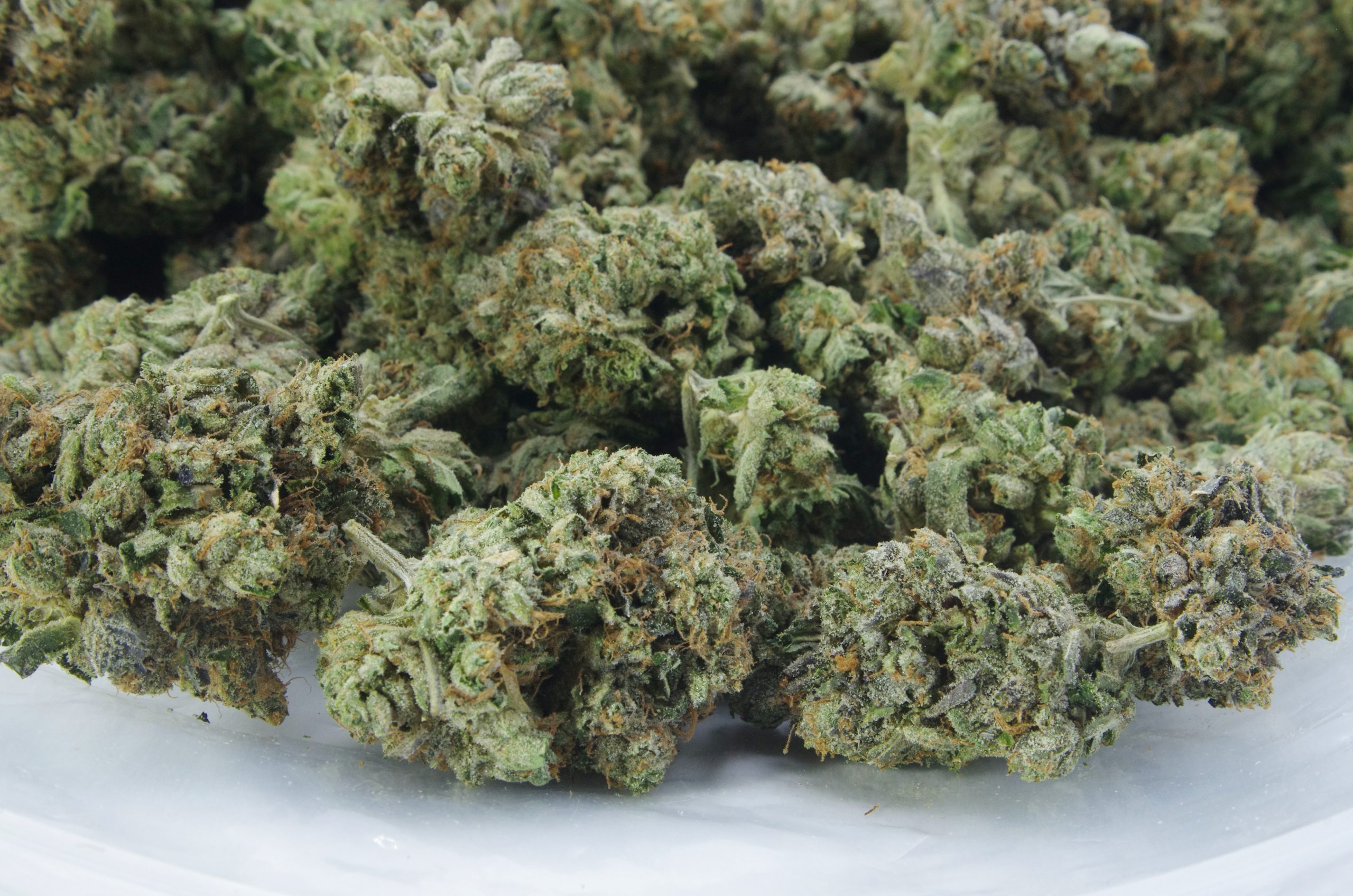 Pink Shark Oz Special Indica anti-anxiety Pink Shark Oz Special Indica anti-anxiety