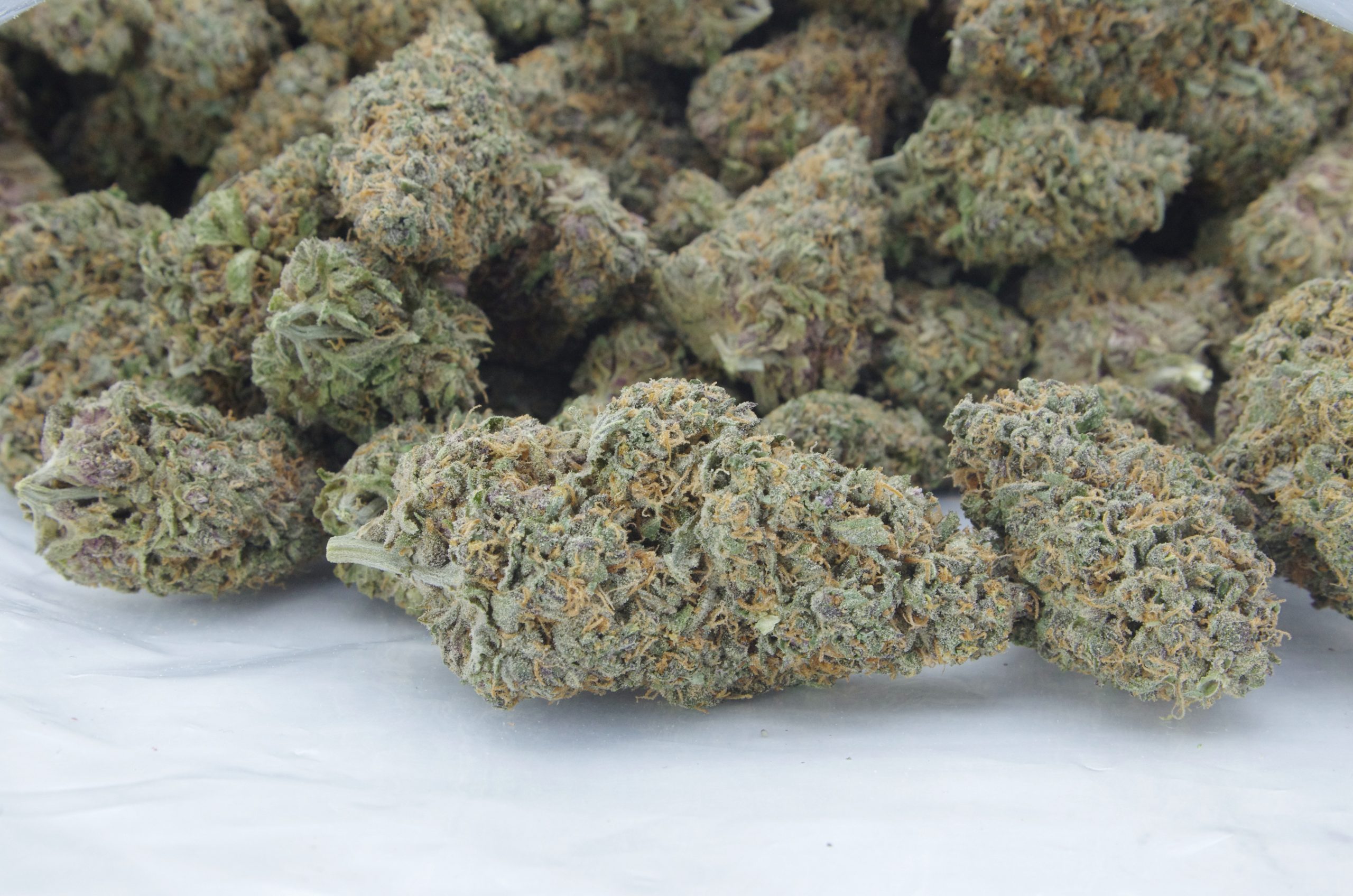 Purple Cheese (Oz Special) Hybrid anti-anxiety Purple Cheese (Oz Special) Hybrid anti-anxiety