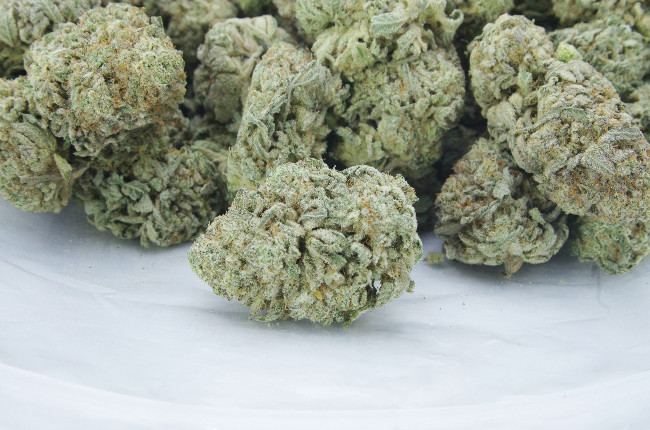 Quattro Kush Oz Special Hybrid anti-anxiety Quattro Kush Oz Special Hybrid anti-anxiety