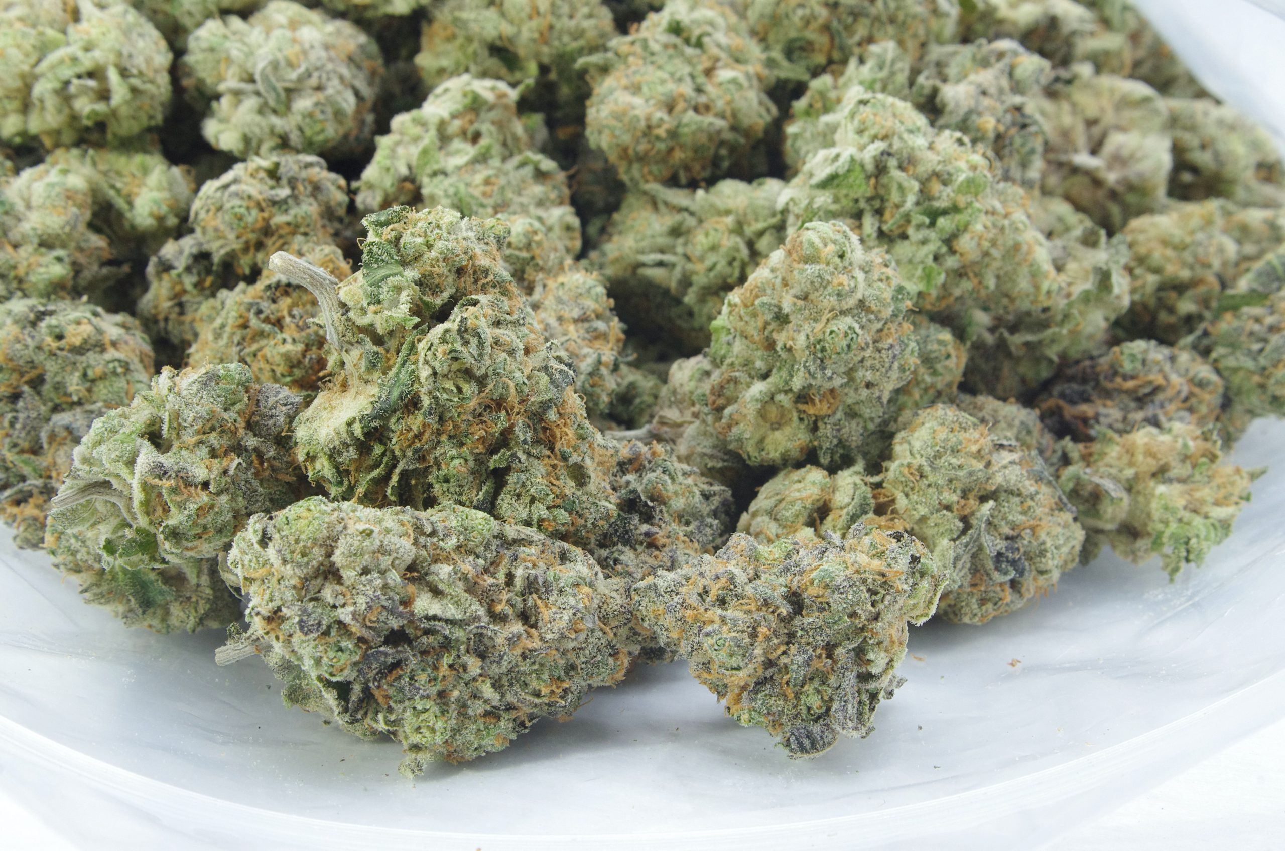 Rainbow Kush Oz Special Hybrid Berries Rainbow Kush Oz Special Hybrid Berries