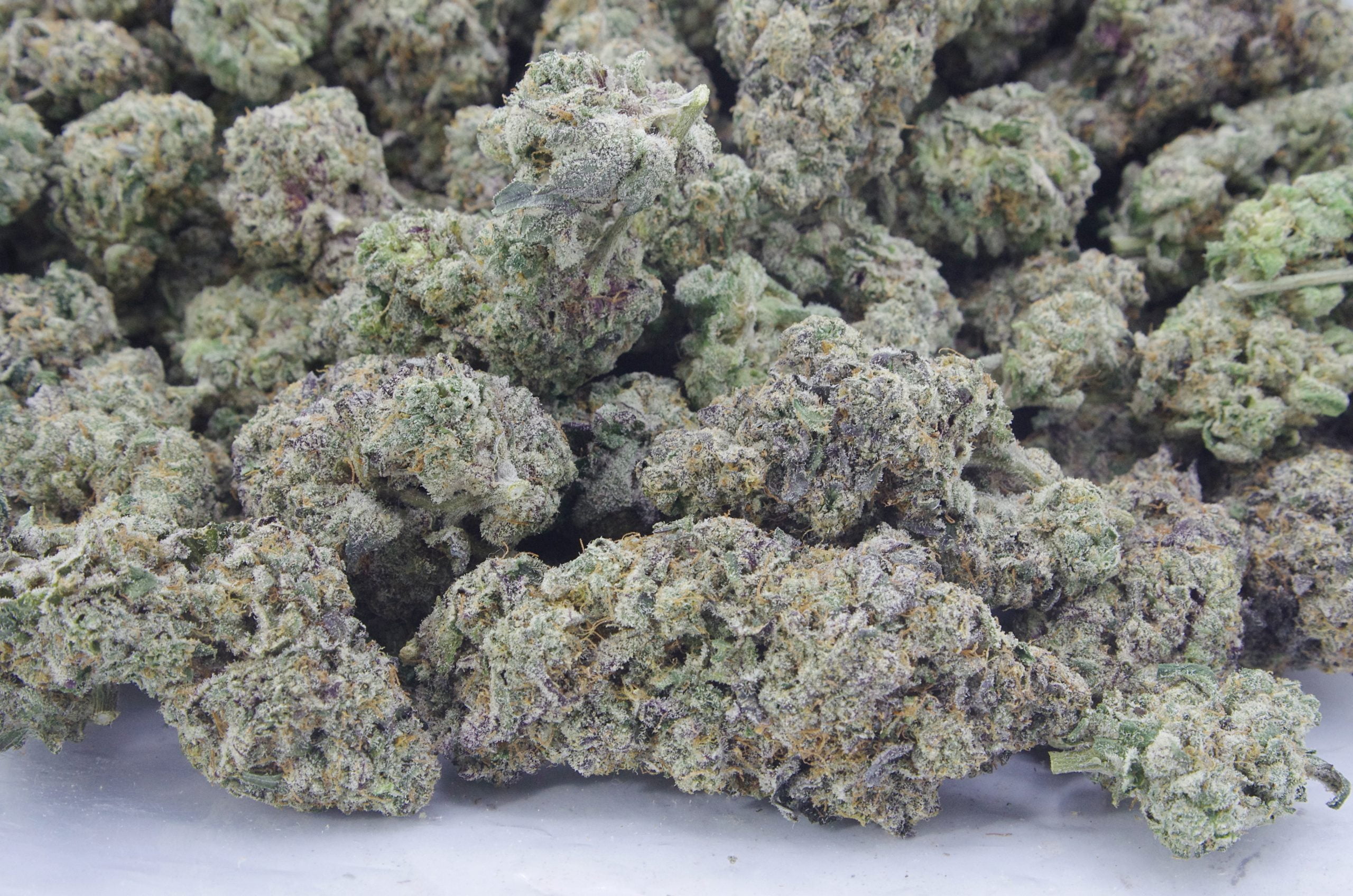 Sirius Black (Oz Special) Hybrid anti-anxiety Sirius Black (Oz Special) Hybrid anti-anxiety