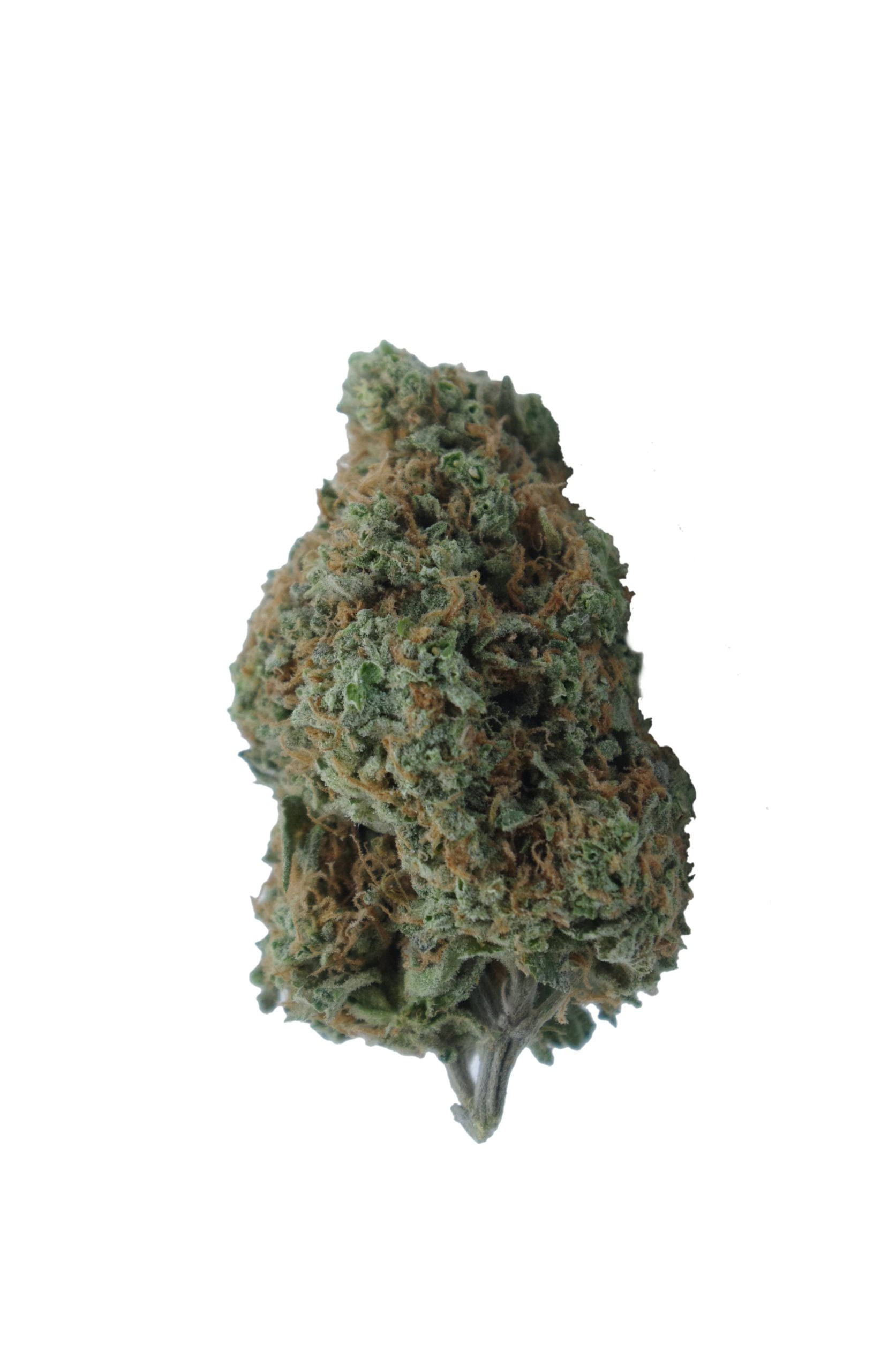 Stardawg (Oz Special) Hybrid anti-anxiety Stardawg (Oz Special) Hybrid anti-anxiety