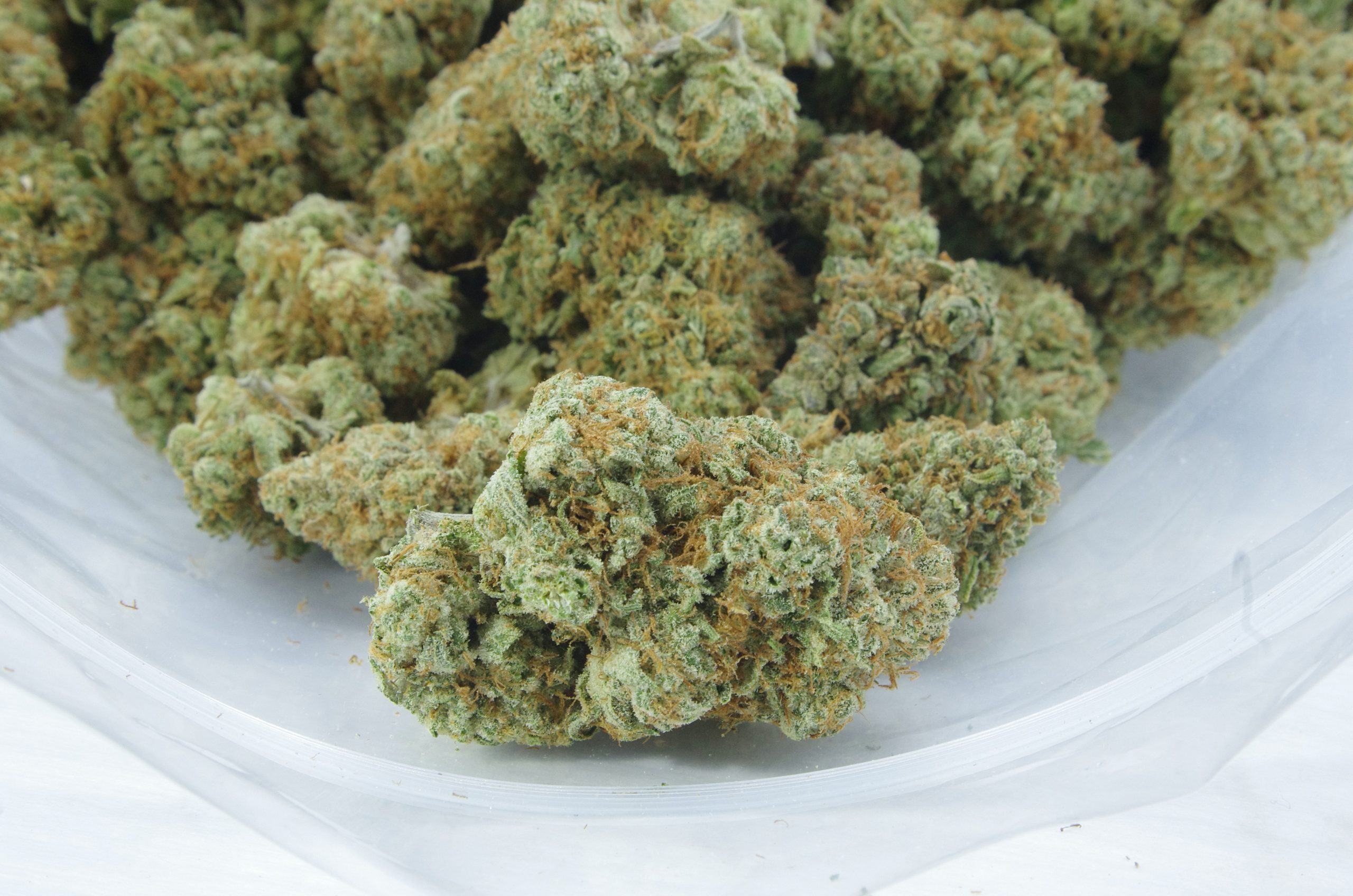 Tangerine Dream (Oz Special) Hybrid anti-anxiety Tangerine Dream (Oz Special) Hybrid anti-anxiety