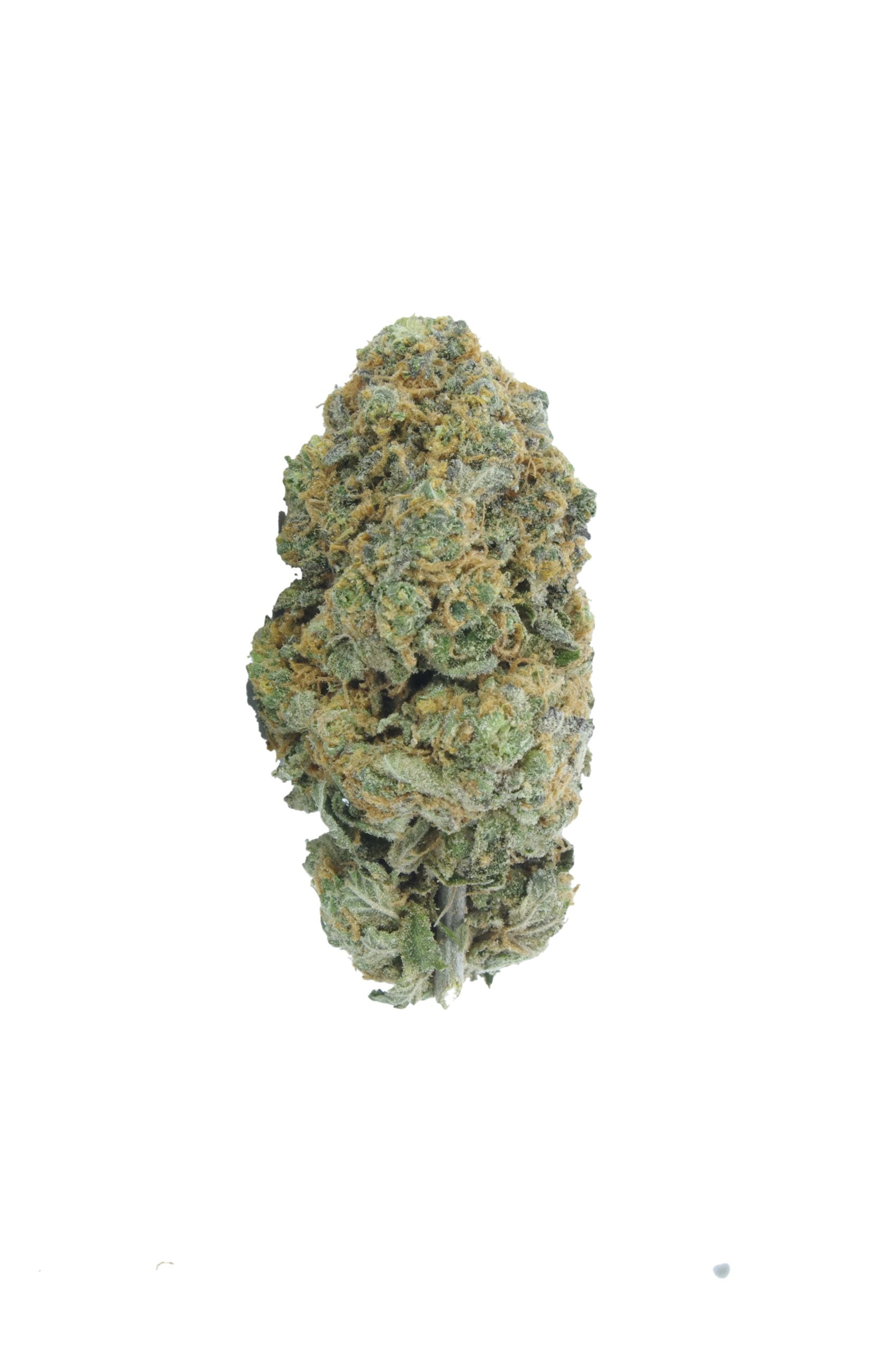 Tropic Truffle Oz Special Hybrid anti-anxiety Tropic Truffle Oz Special Hybrid anti-anxiety