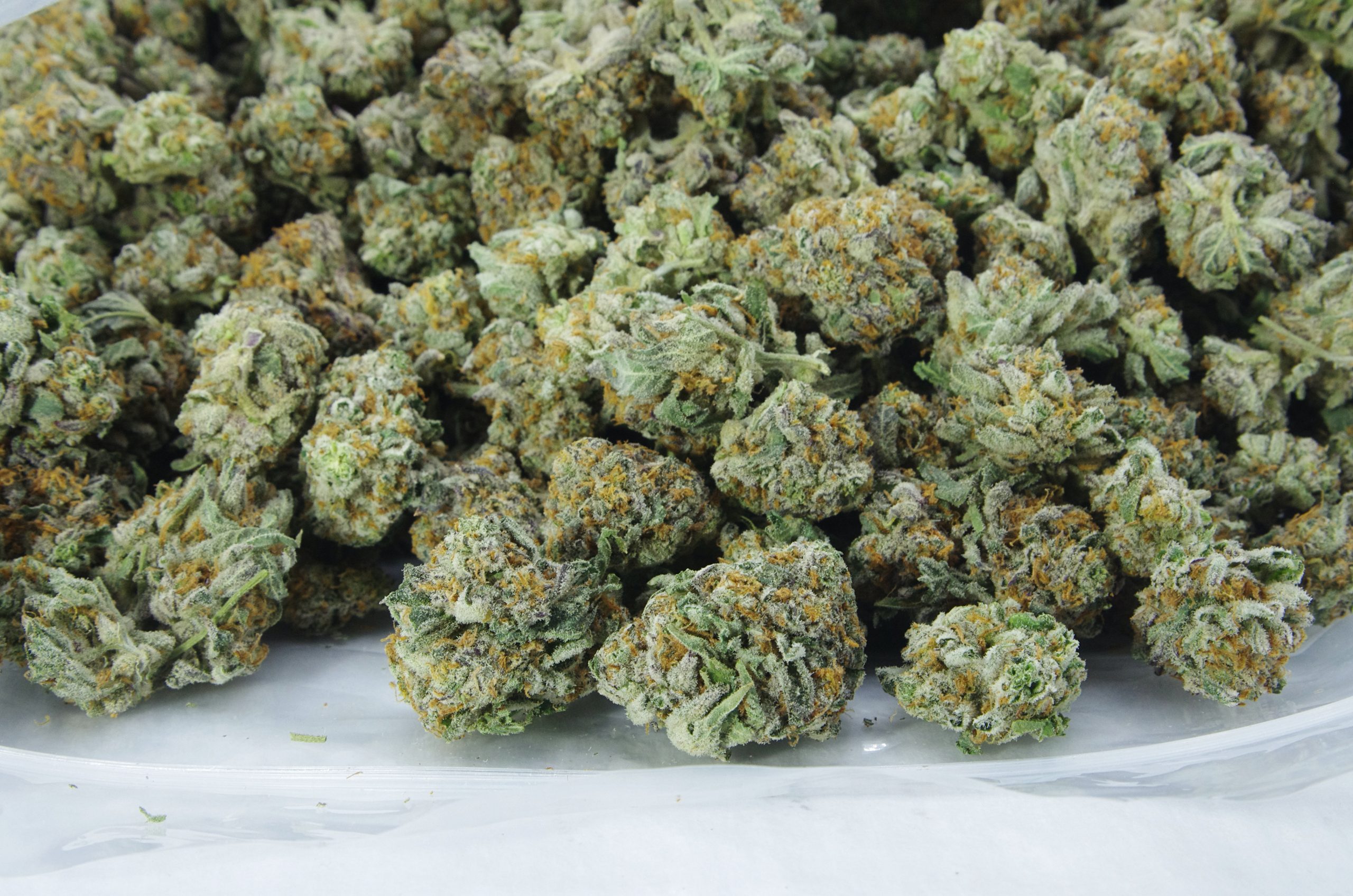 Unicorn Mids Oz Special Hybrid anti-anxiety Unicorn Mids Oz Special Hybrid anti-anxiety