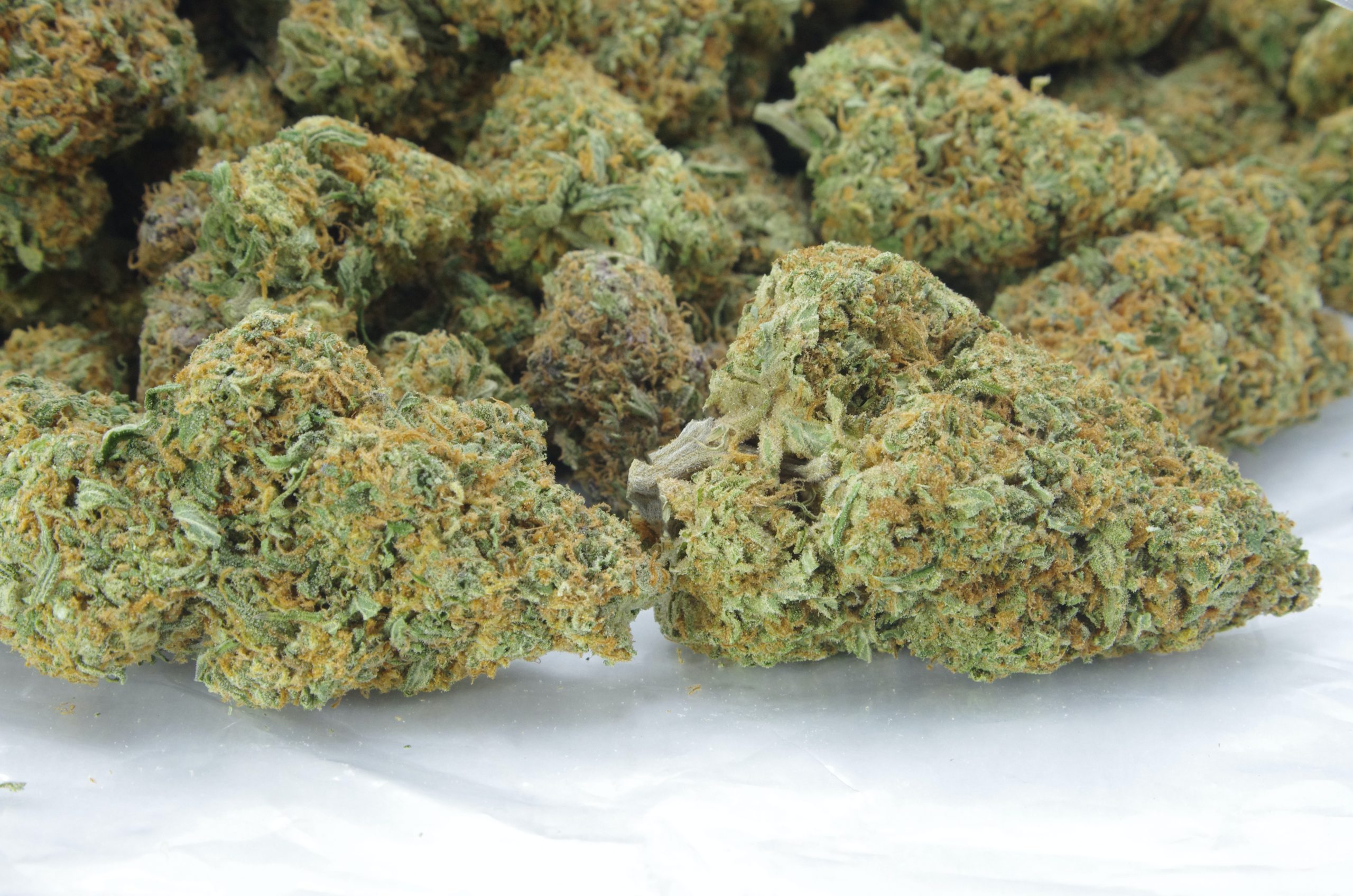 Watermelon Haze Oz Special Sativa anti-anxiety Watermelon Haze Oz Special Sativa anti-anxiety