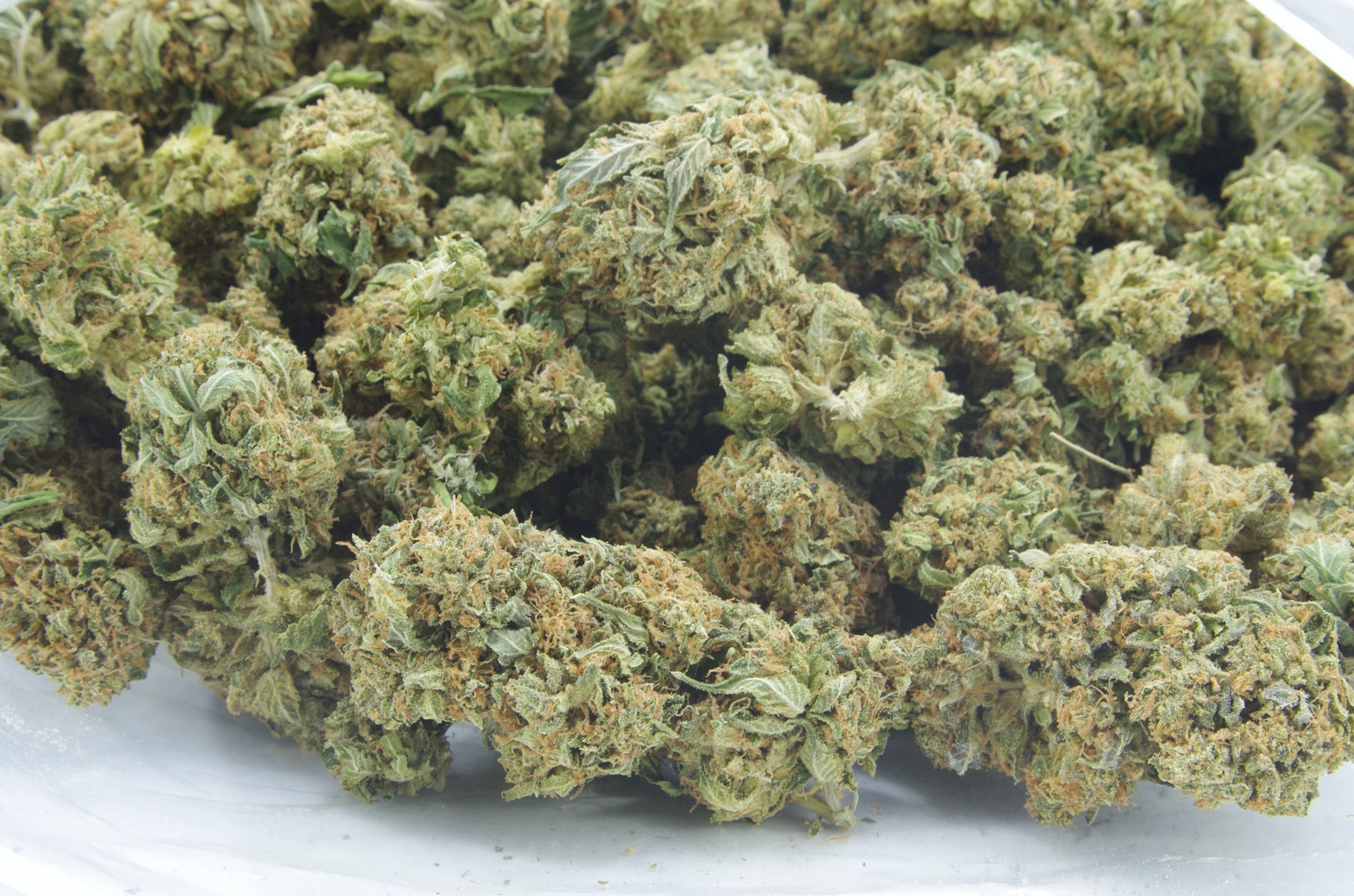 White Rhino Oz Special Hybrid anti-anxiety White Rhino Oz Special Hybrid anti-anxiety