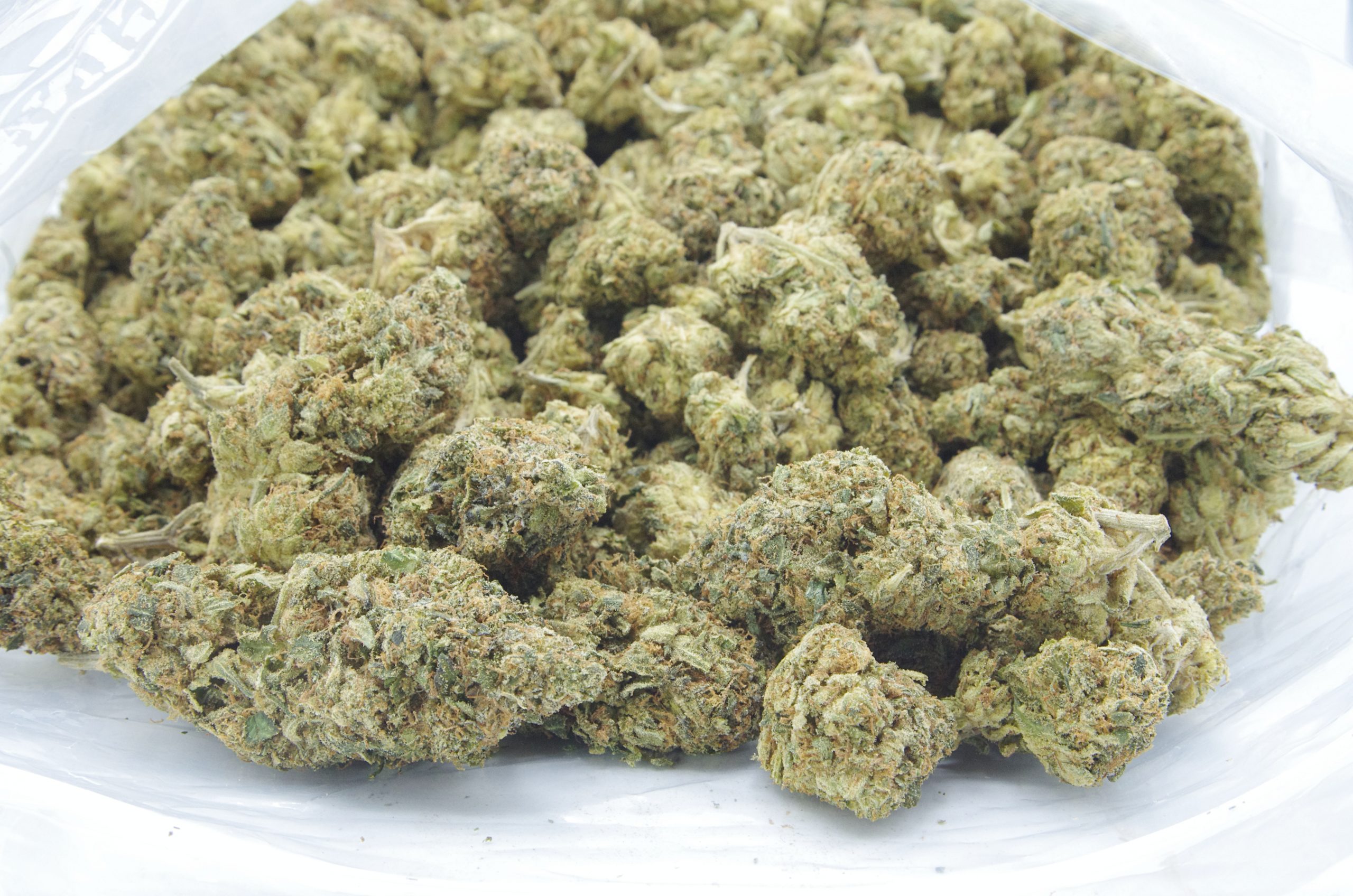 WiFi OG (Oz Special) Hybrid anti-anxiety WiFi OG (Oz Special) Hybrid anti-anxiety