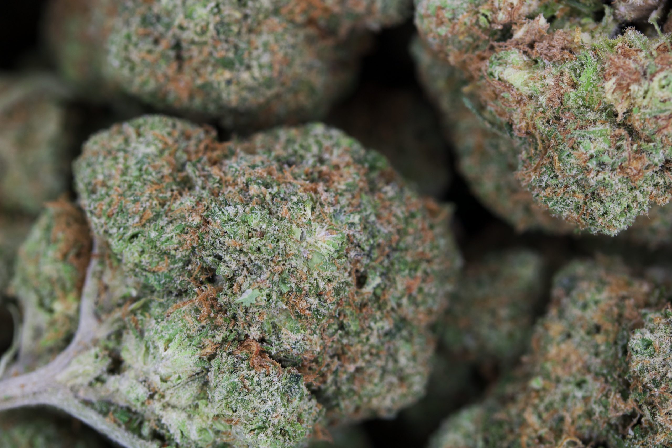 Alien Glue Hybrid anxiety Alien Glue Hybrid anxiety