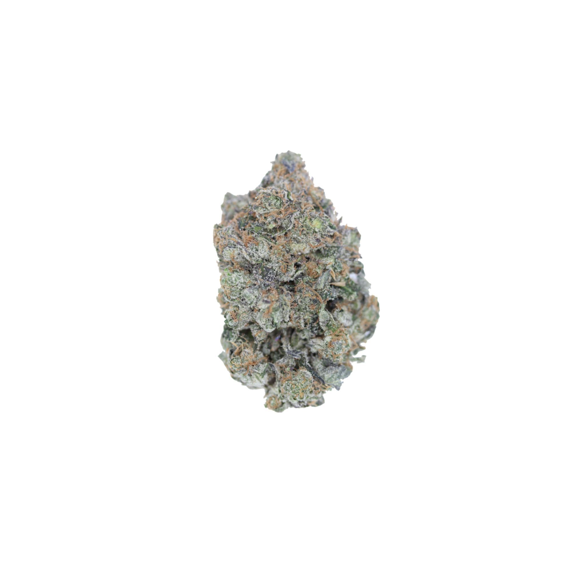 Black Tuna Indica Black Tuna Black Tuna Indica Black Tuna