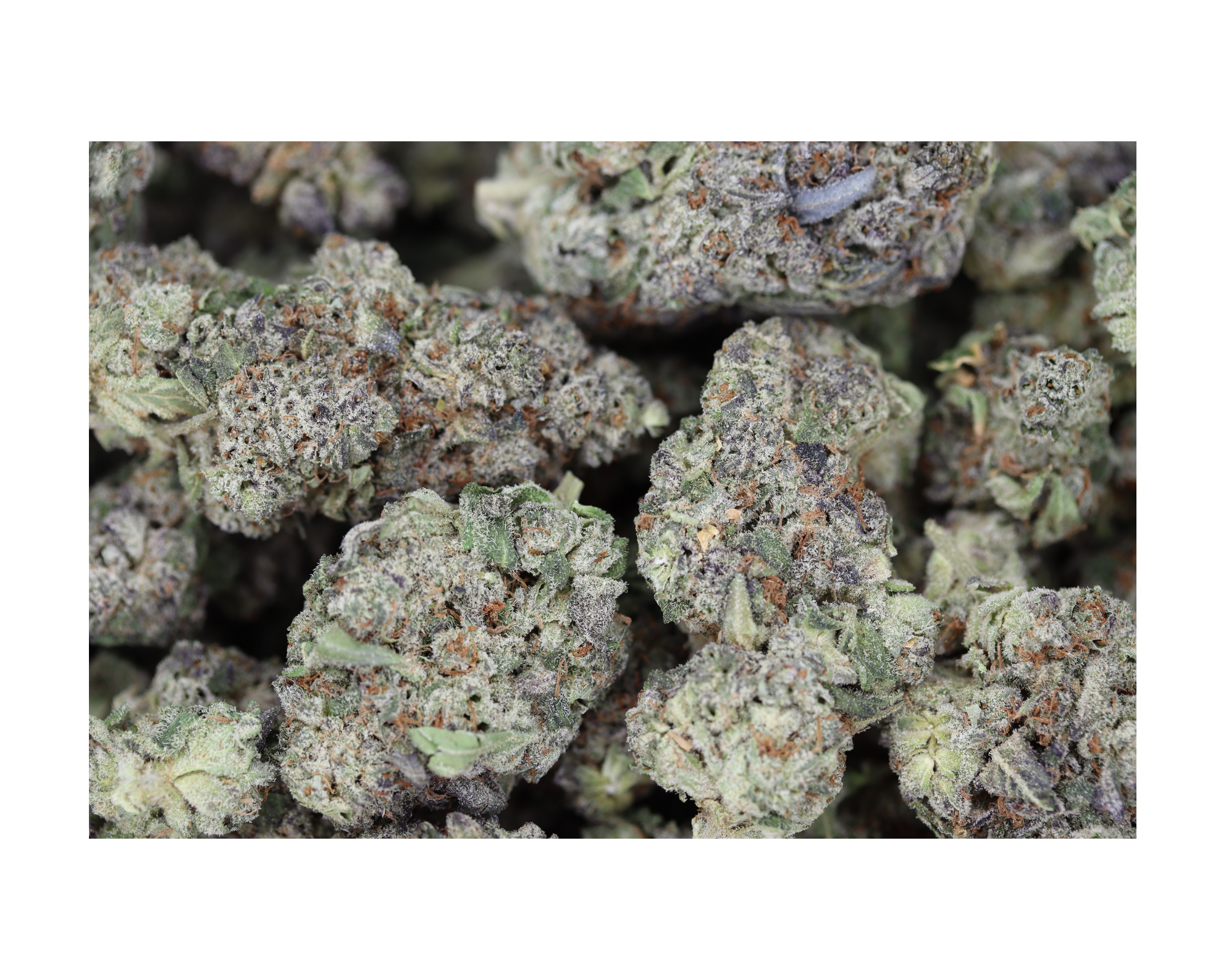Blue Guava (1/2lb) Wholesale Flower Anxiety Easing Blue Guava (1/2lb) Wholesale Flower Anxiety Easing