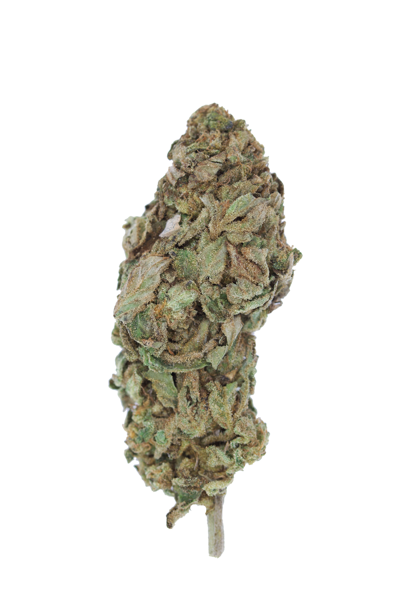 Great White Shark OG Indica Cannabis Flower Great White Shark OG Indica Cannabis Flower