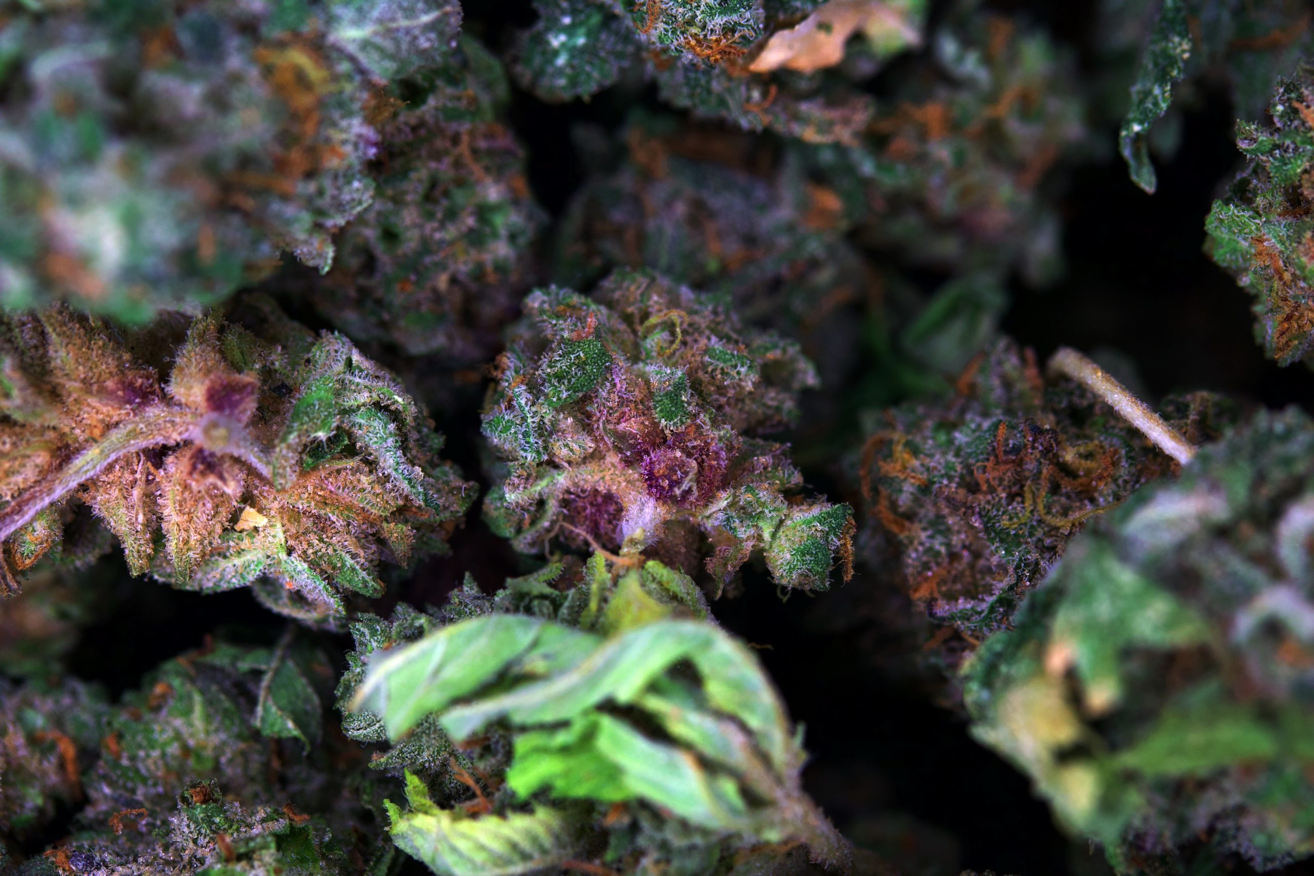 Space Cookies Smalls (1/2lb) All Strains anxiety Space Cookies Smalls (1/2lb) All Strains anxiety