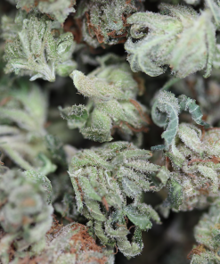 buy tuna og smalls online