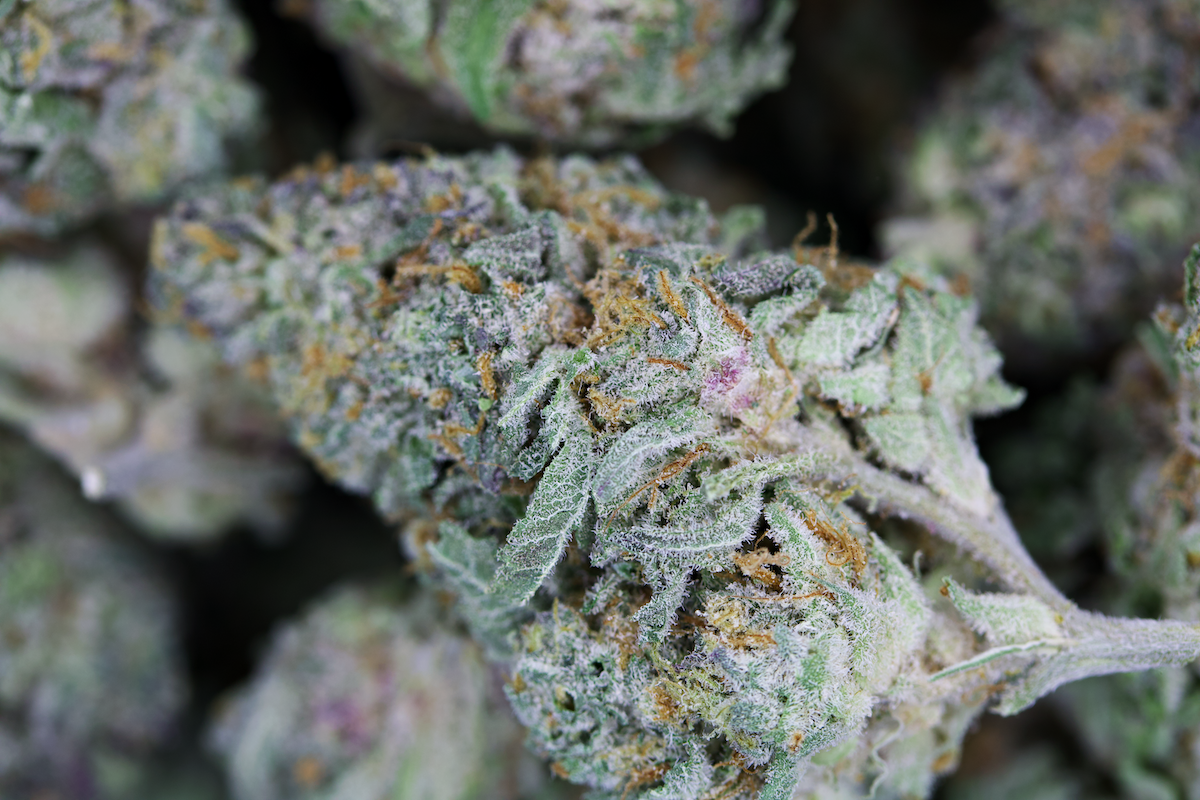 Capulator Hybrid Cannabis Flower Capulator Hybrid Cannabis Flower