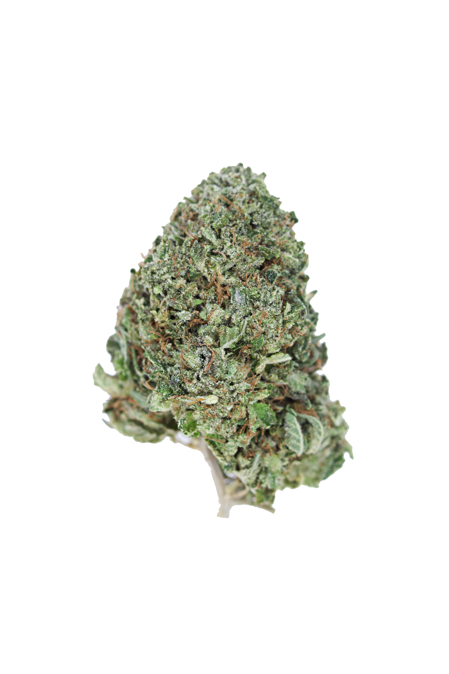 Golden Gas Bubba Indica Cannabis Flower Golden Gas Bubba Indica Cannabis Flower