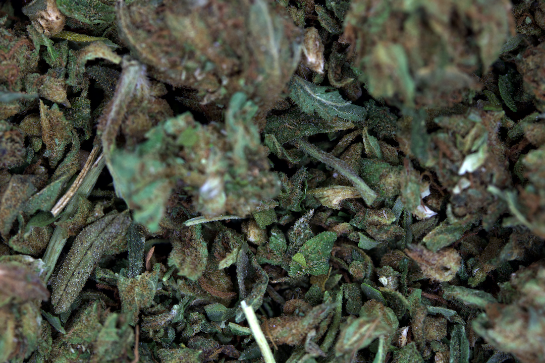 Hindu Kush Shake (1lb) Wholesale Flower anti-anxiety Hindu Kush Shake (1lb) Wholesale Flower anti-anxiety