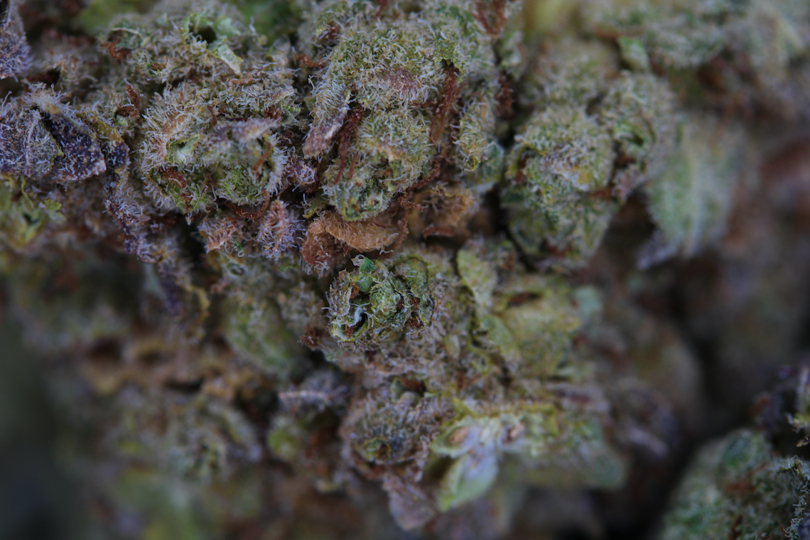 Pacific Frost Hybrid Cannabis Flower Pacific Frost Hybrid Cannabis Flower