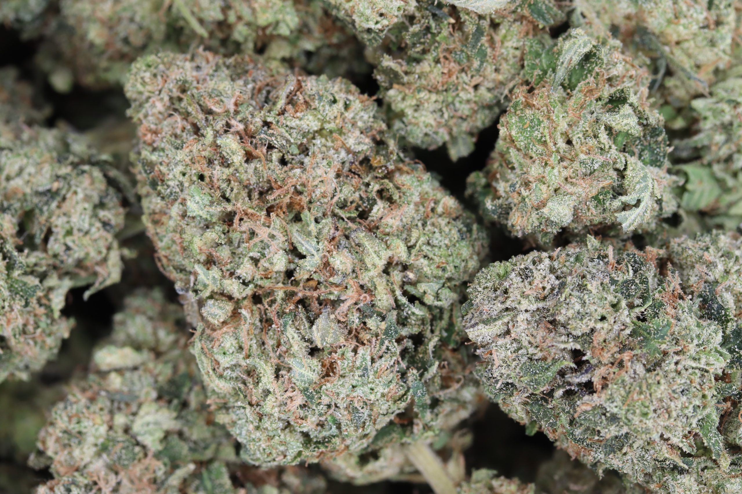 Afghan Kush Indica anxiety Afghan Kush Indica anxiety