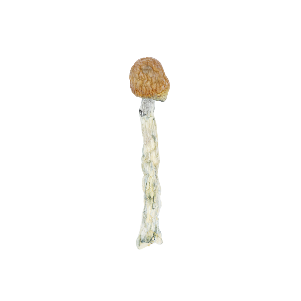 B+ Mushrooms B+ B+ Mushrooms B+