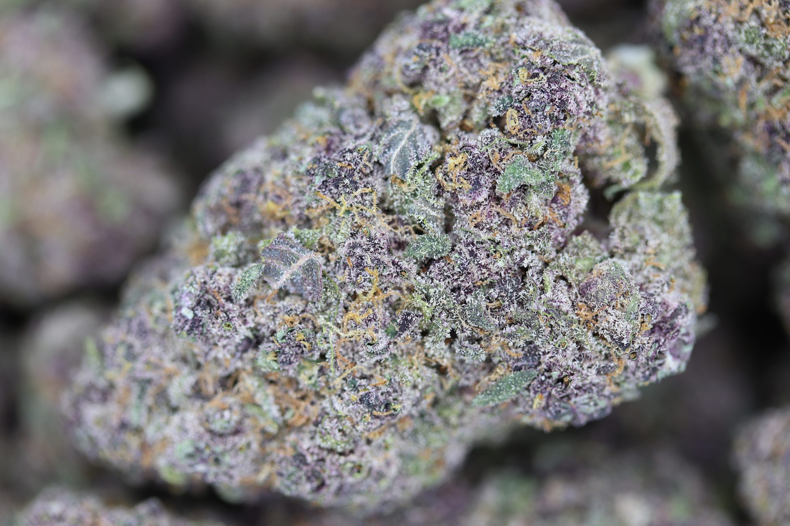 Grape Soda Hybrid Cannabis Flower Grape Soda Hybrid Cannabis Flower