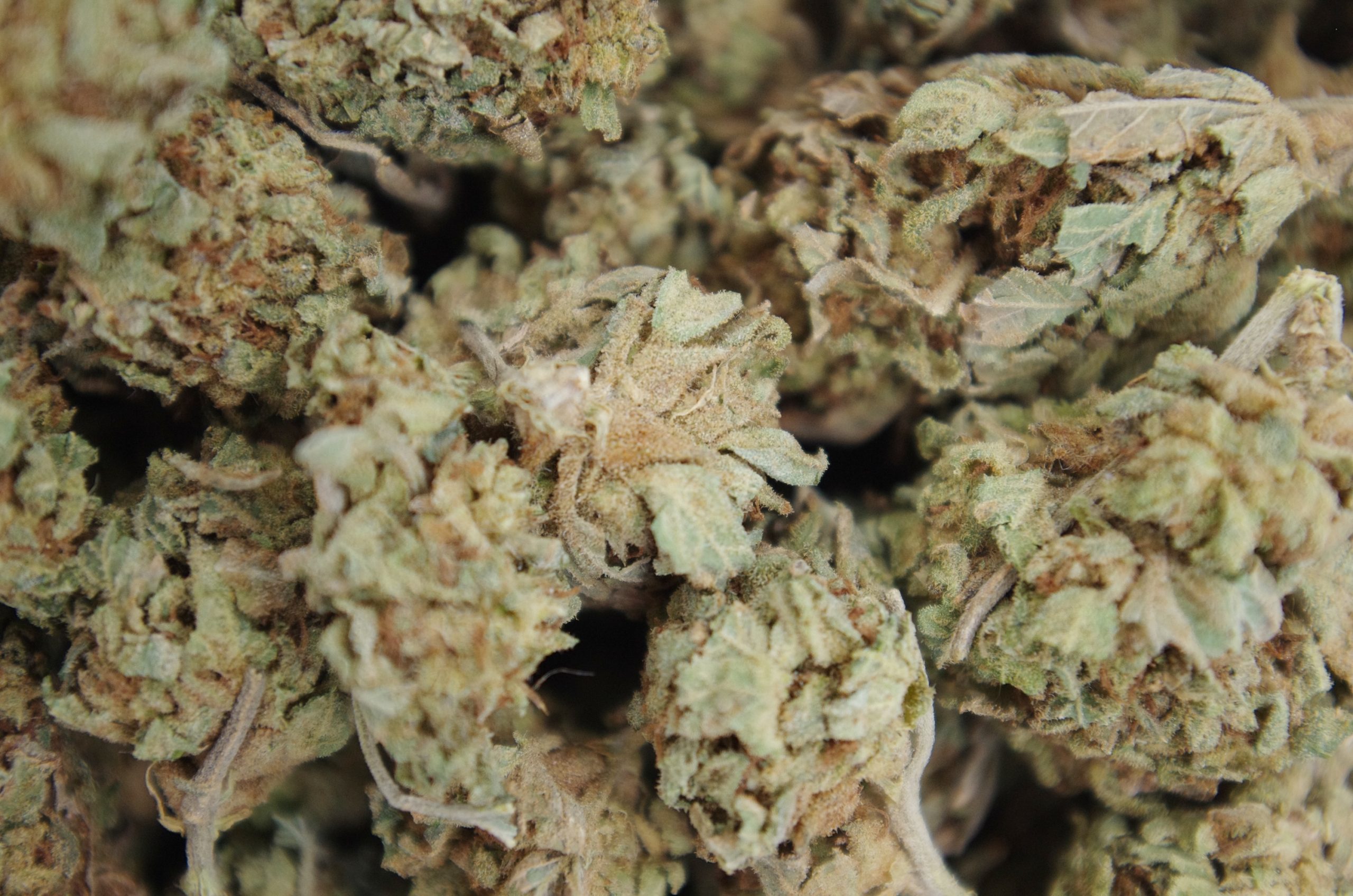 Heat Wave Hybrid Cannabis Flower Heat Wave Hybrid Cannabis Flower