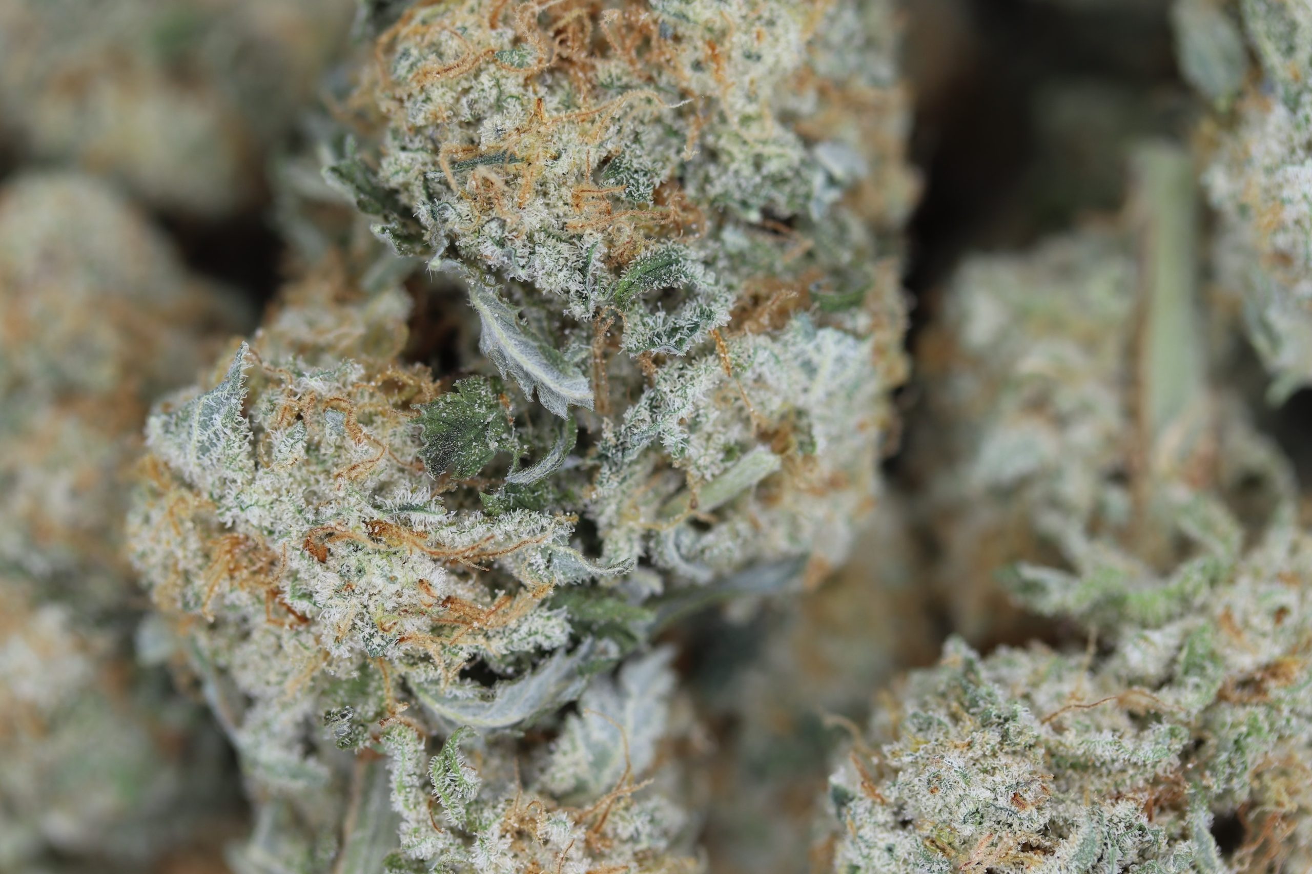 MAC 1 Hybrid Cannabis Flower MAC 1 Hybrid Cannabis Flower