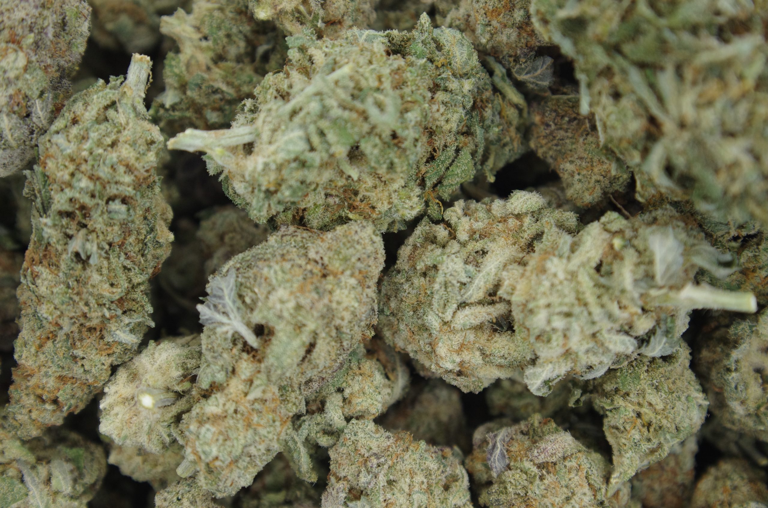 Mac Daddy Hybrid Cannabis Flower Mac Daddy Hybrid Cannabis Flower