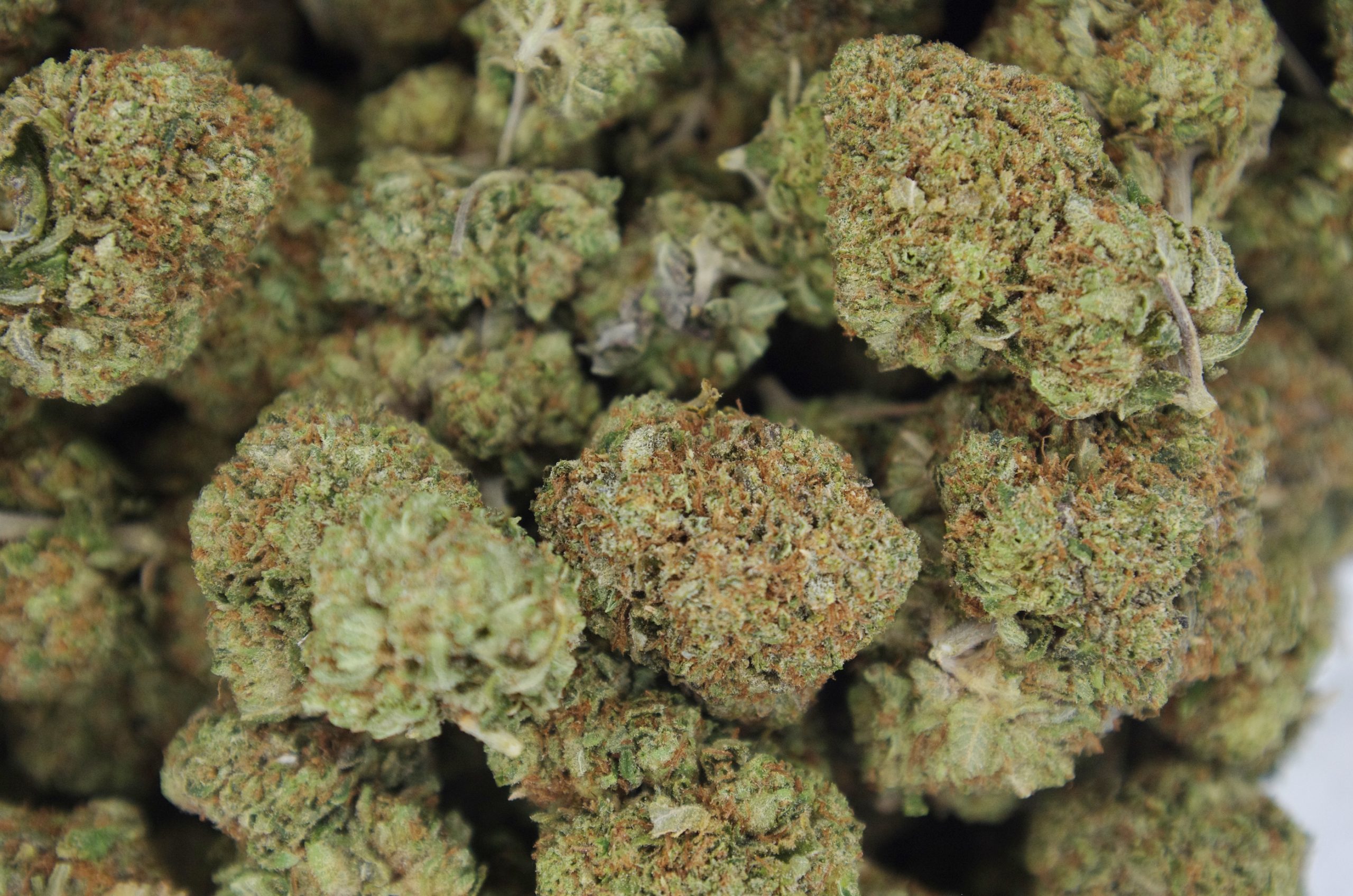 Master Kush Indica Cannabis Flower Master Kush Indica Cannabis Flower