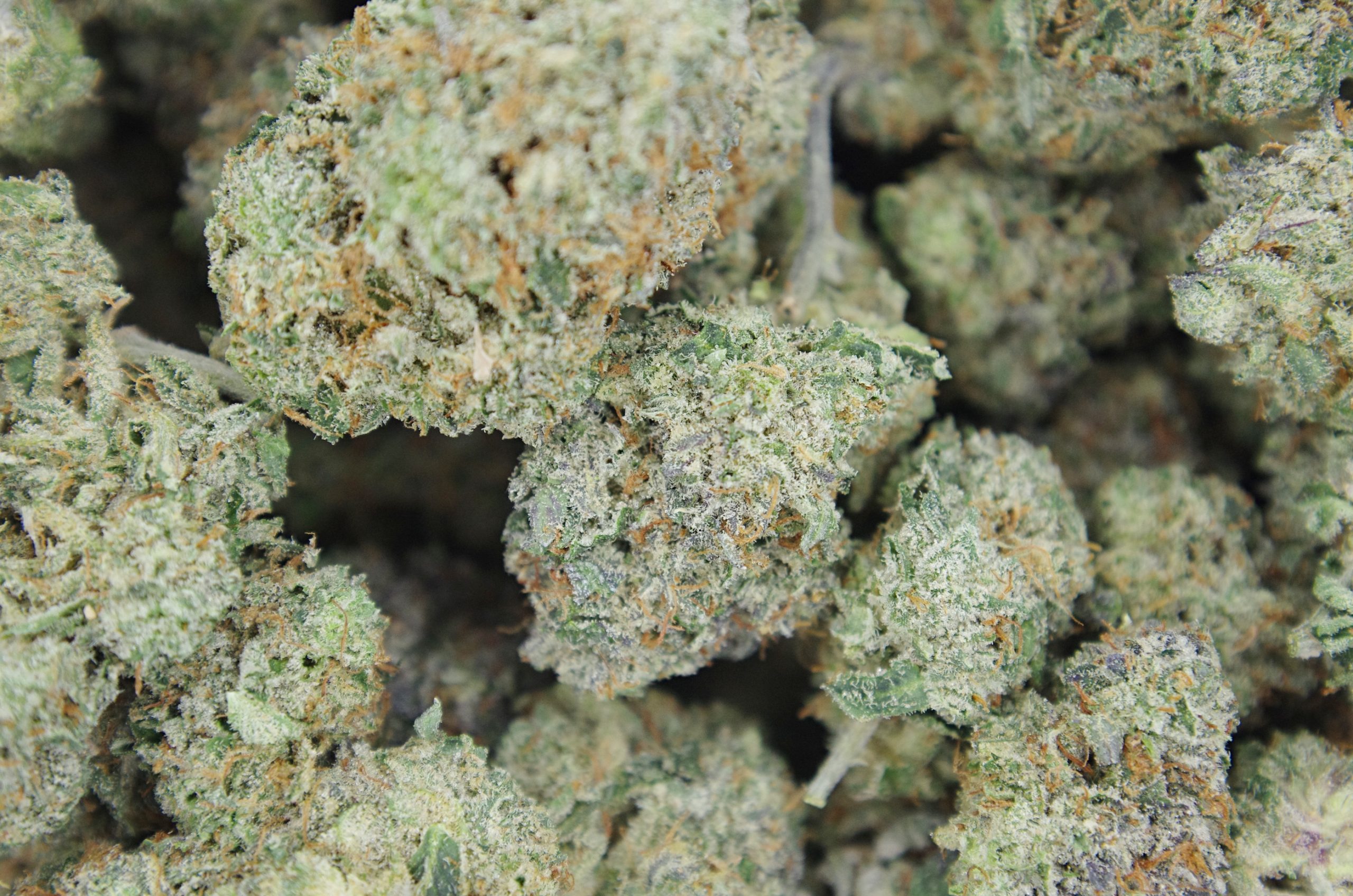Shark OG (LSO) Indica anxiety Shark OG (LSO) Indica anxiety