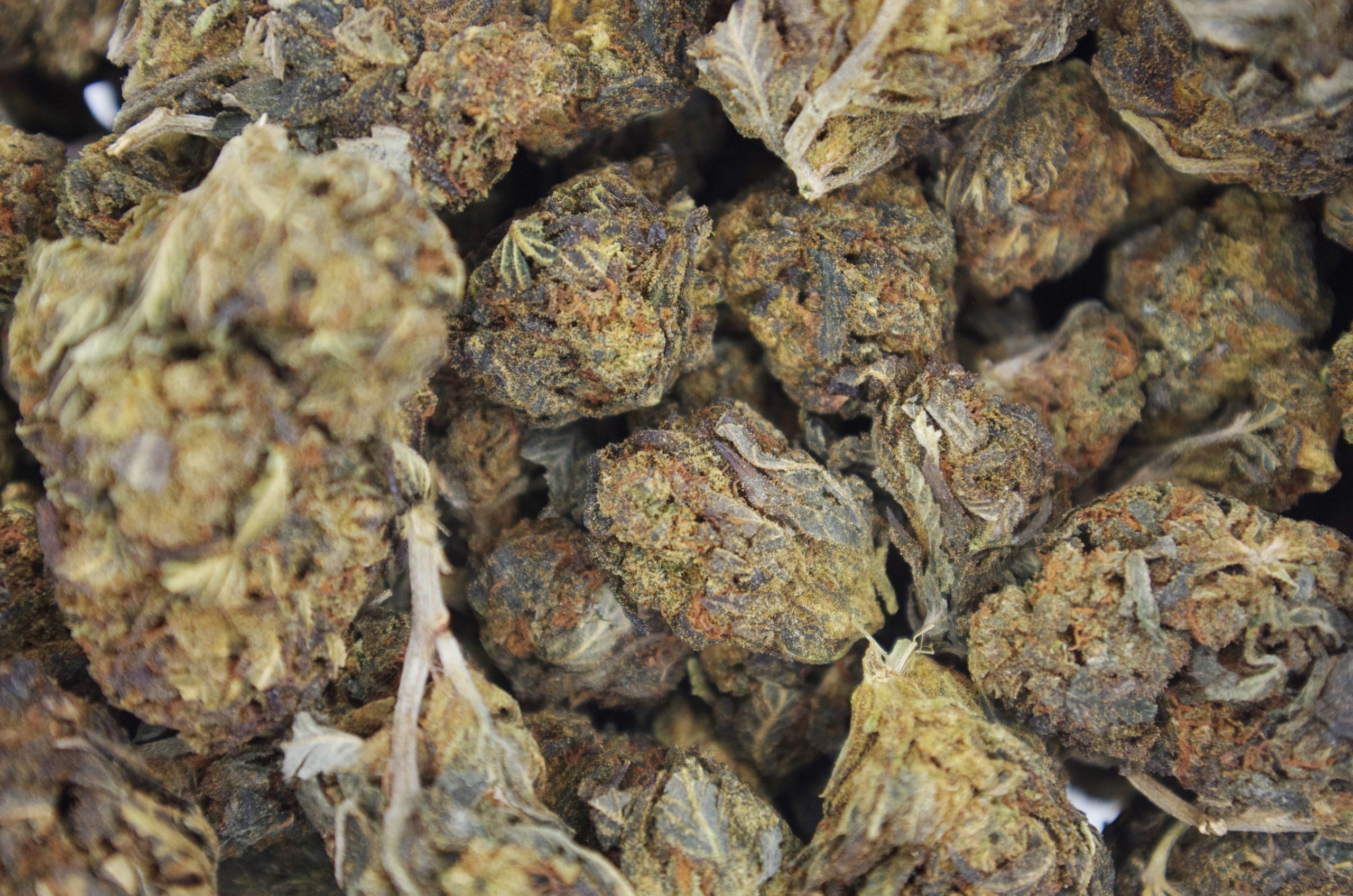 Purple Trainwreck Hybrid Cannabis Flower Purple Trainwreck Hybrid Cannabis Flower