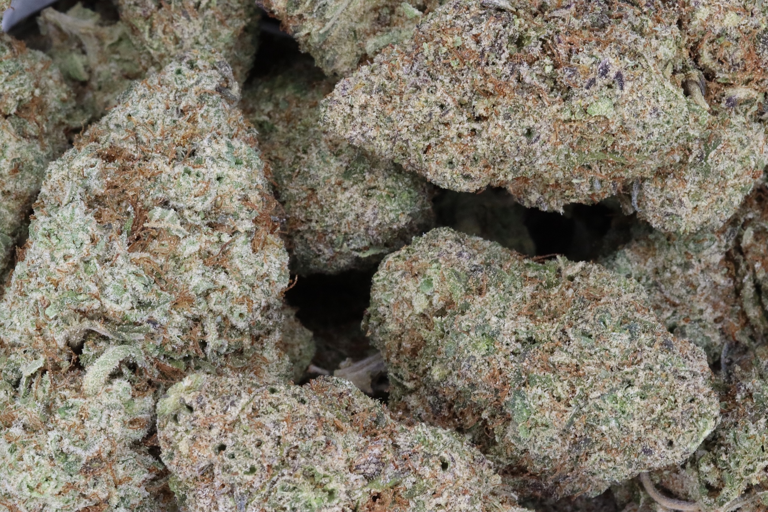 Strawberry Blitz Hybrid anxiety Strawberry Blitz Hybrid anxiety