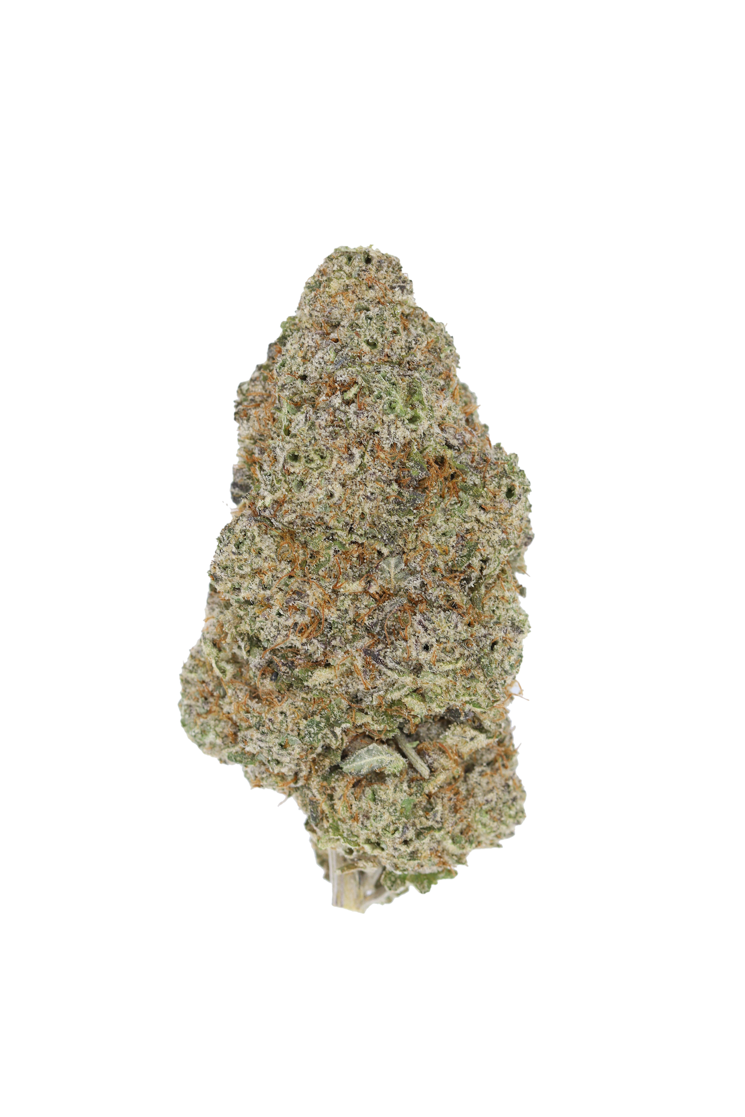 Strawberry Blitz Hybrid anxiety Strawberry Blitz Hybrid anxiety