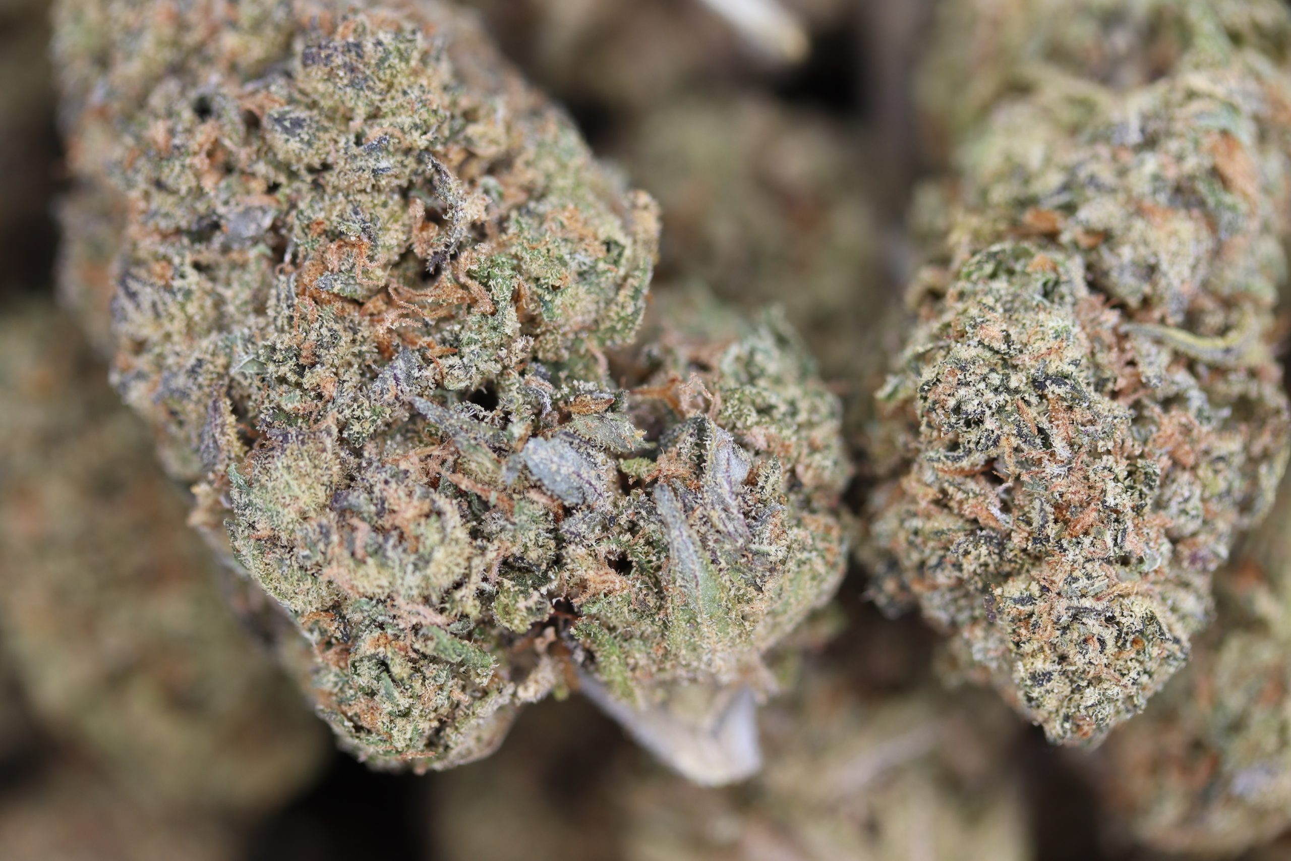 Black Cherry Punch Hybrid Black Cherry Punch Black Cherry Punch Hybrid Black Cherry Punch