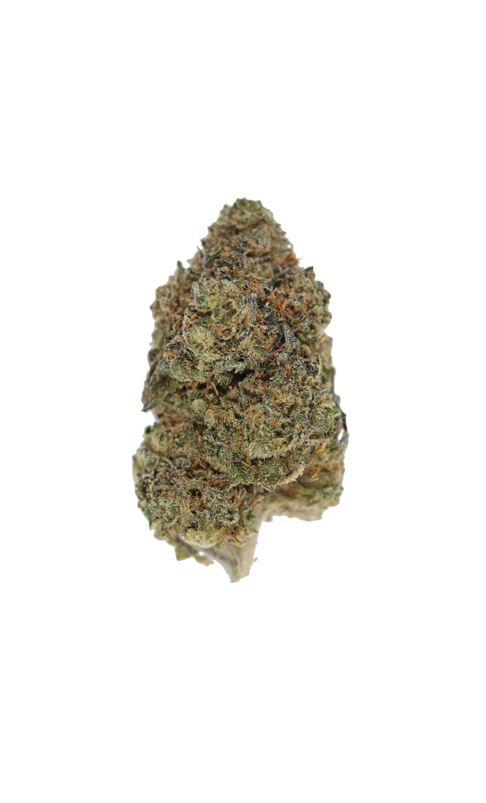 Black Cherry Punch Hybrid Black Cherry Punch Black Cherry Punch Hybrid Black Cherry Punch